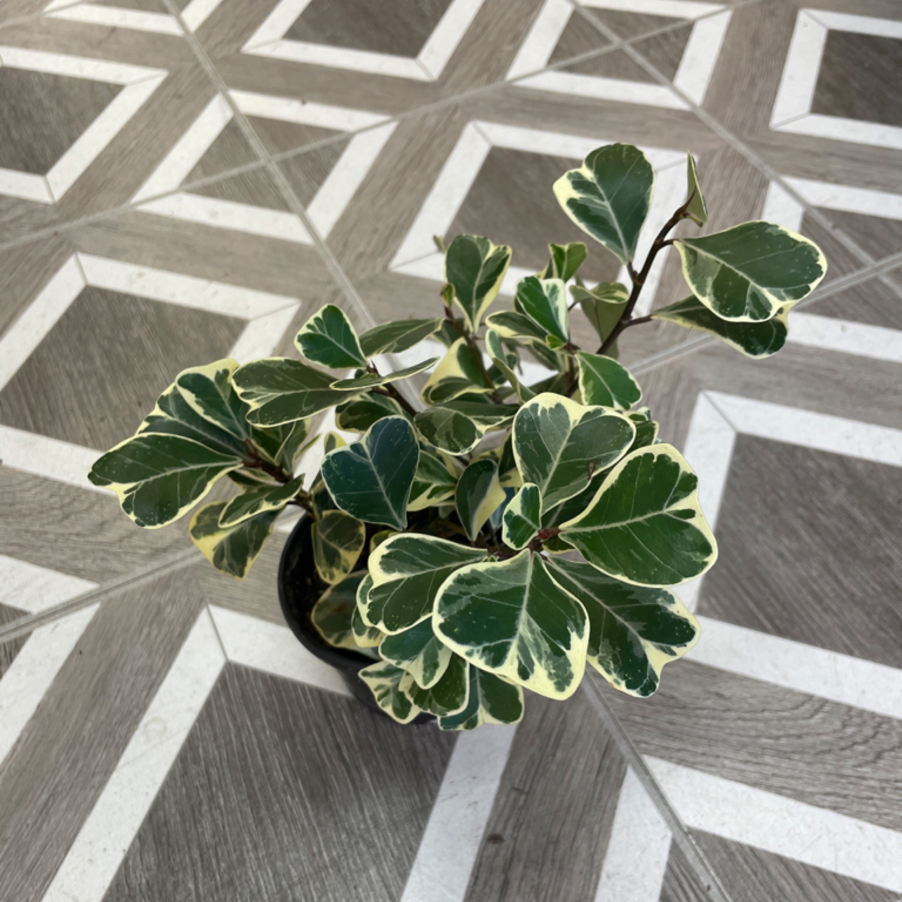 Ficus triangularis variegata 'Triangle Fig'