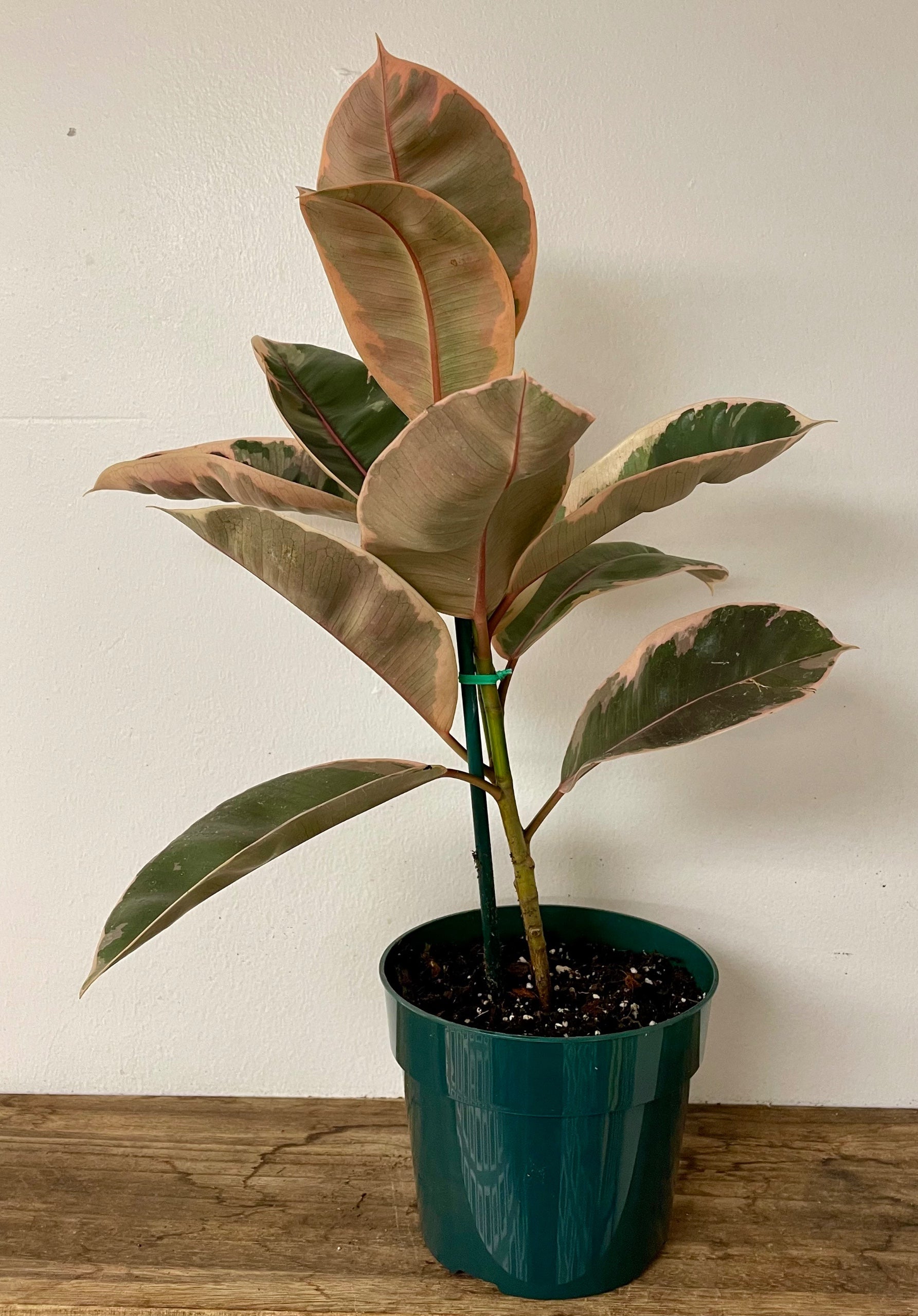 Ficus elastica 'Ruby'