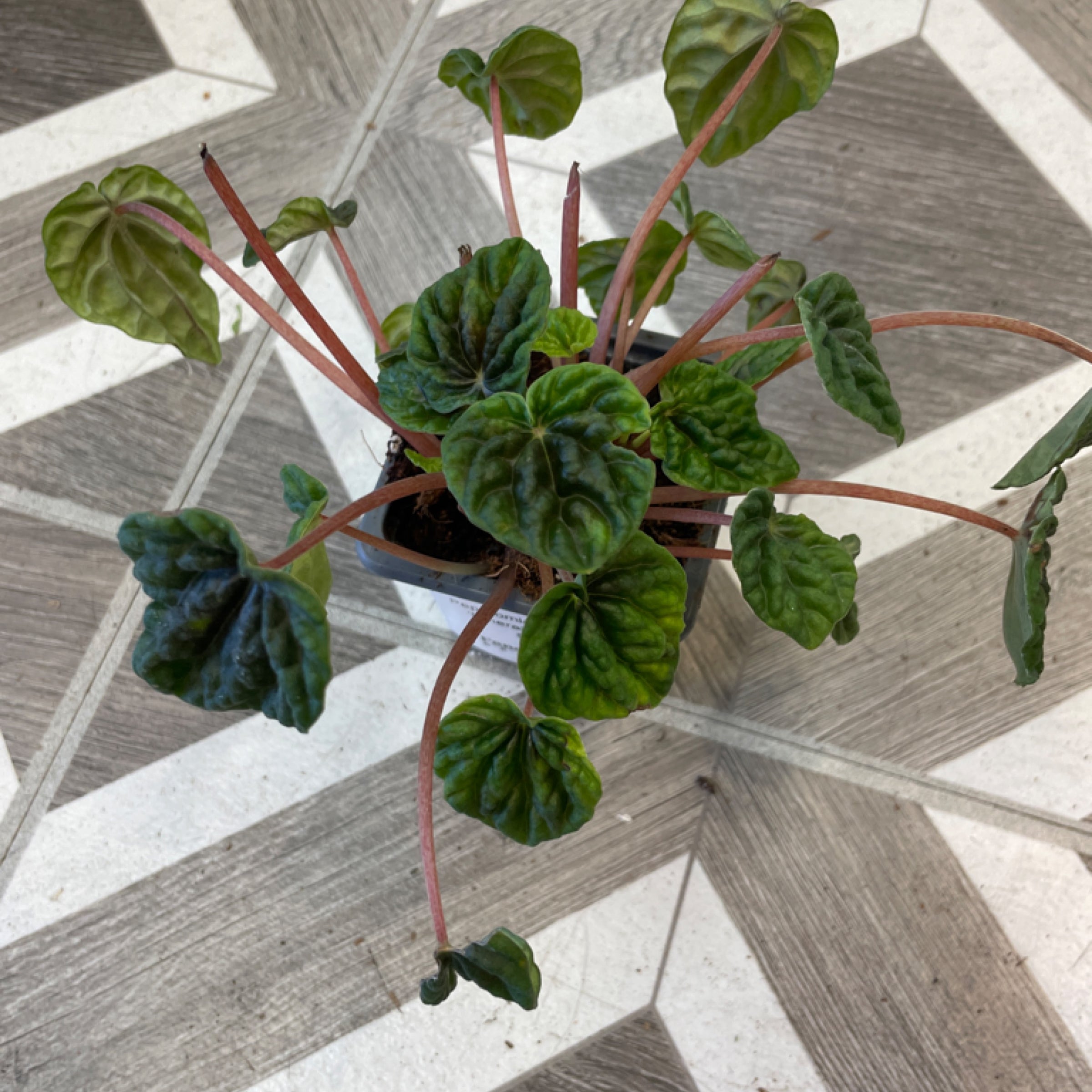 Philodendron 'Red Moon' Variegated | Fancy Plants Seattle