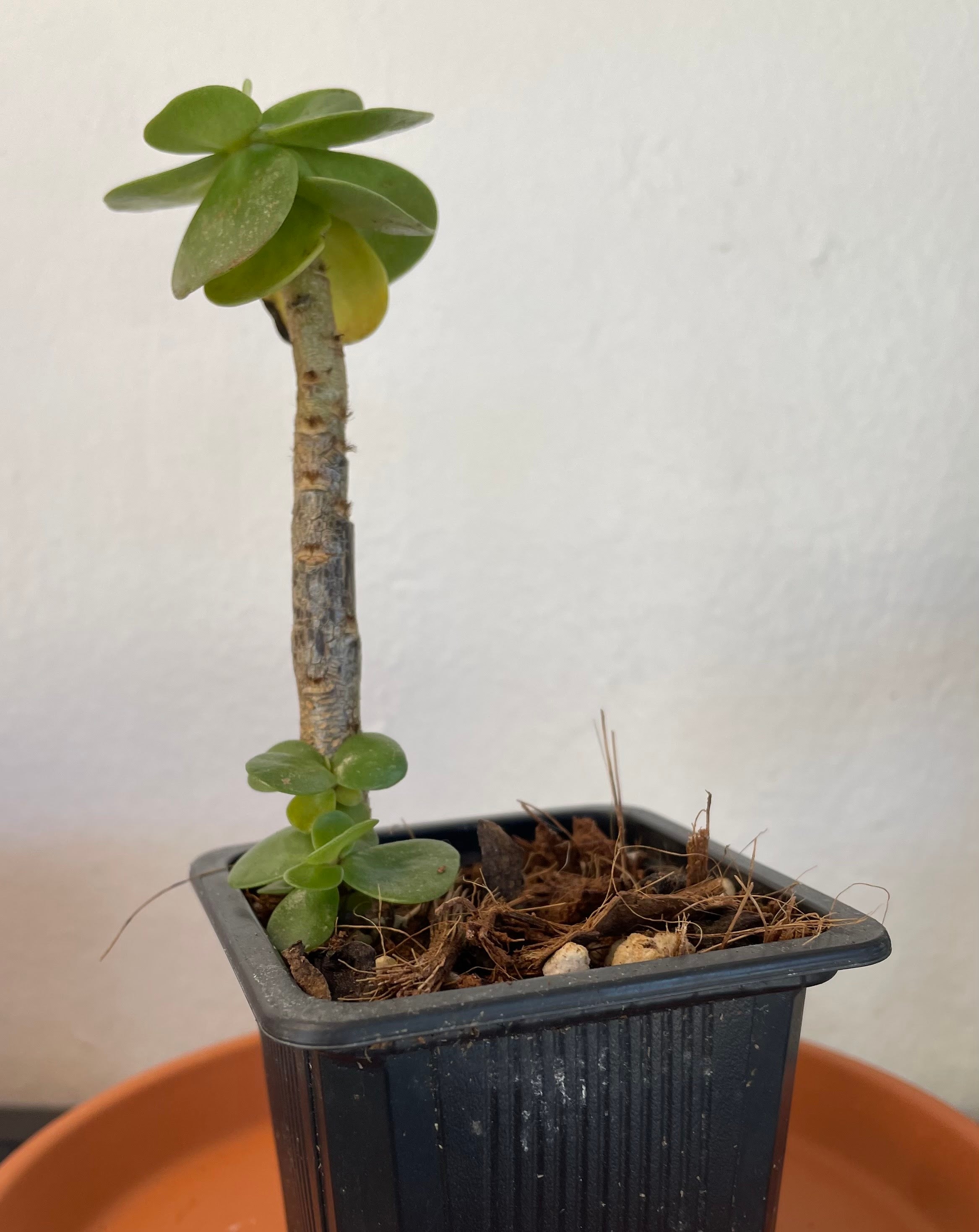 Portulaca molokiniensis
