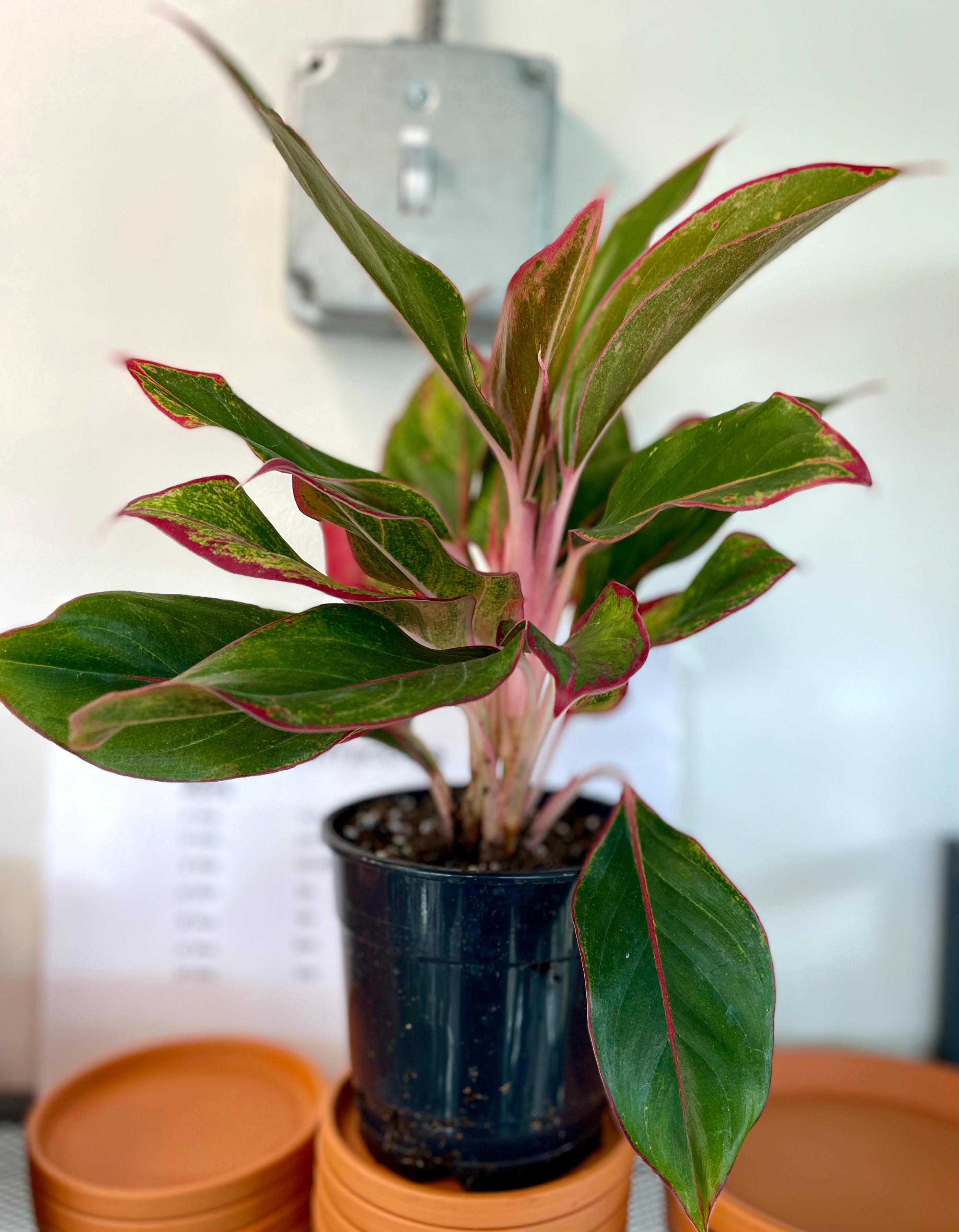 Aglaonema 'Siam'