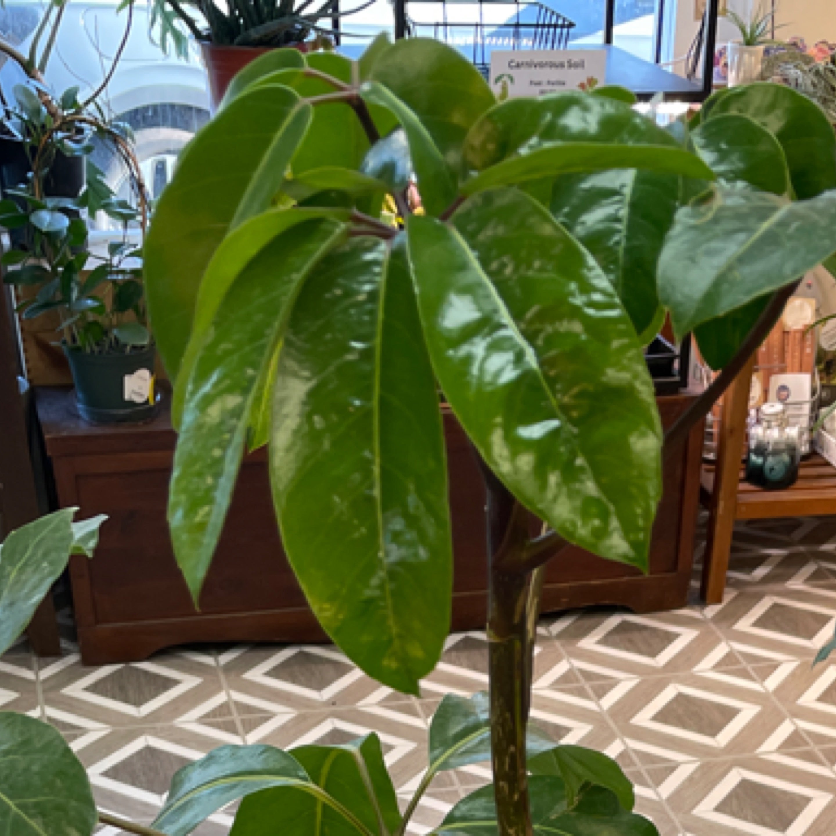 Schefflera 'Amate'