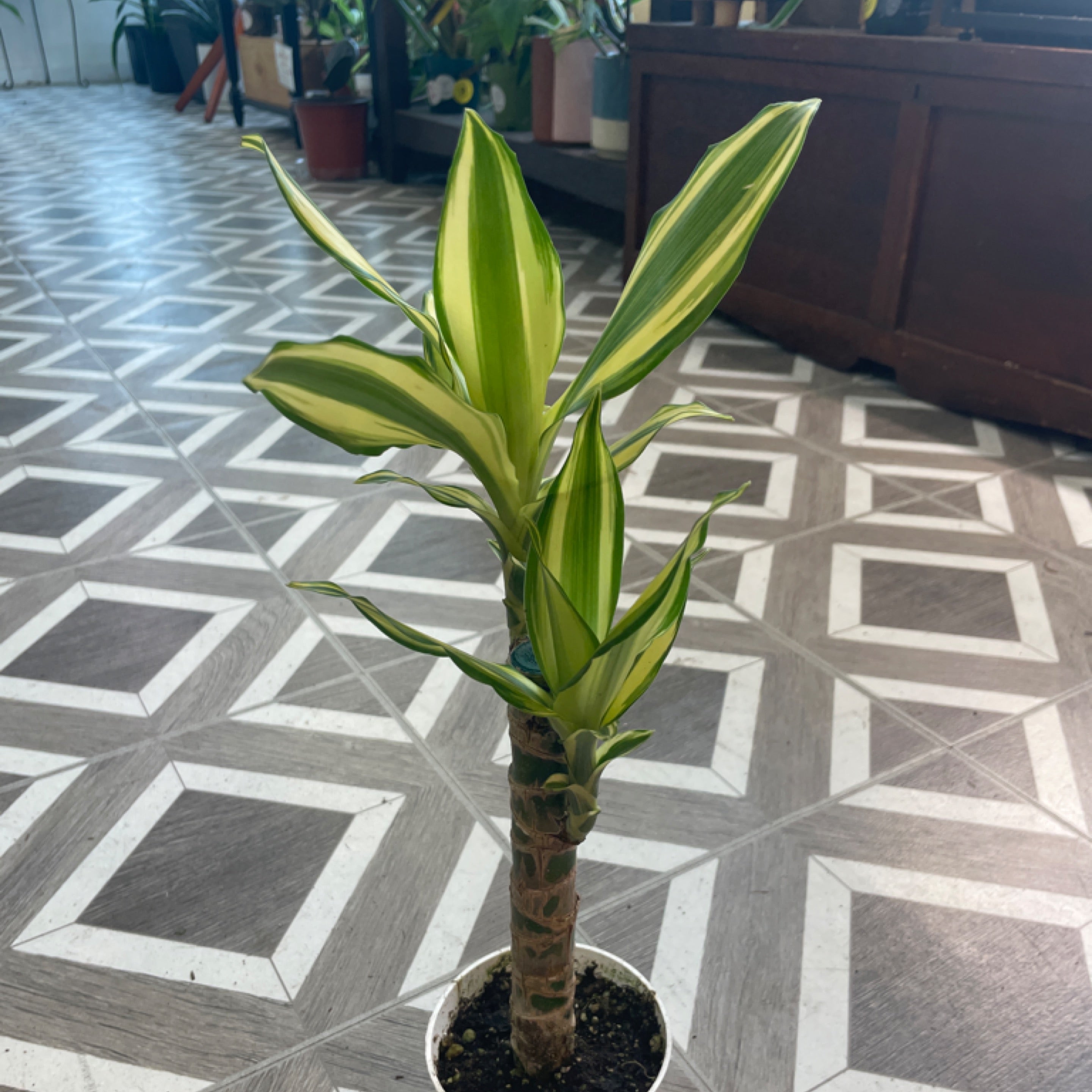 Dracaena steudneri 'Sol' cane