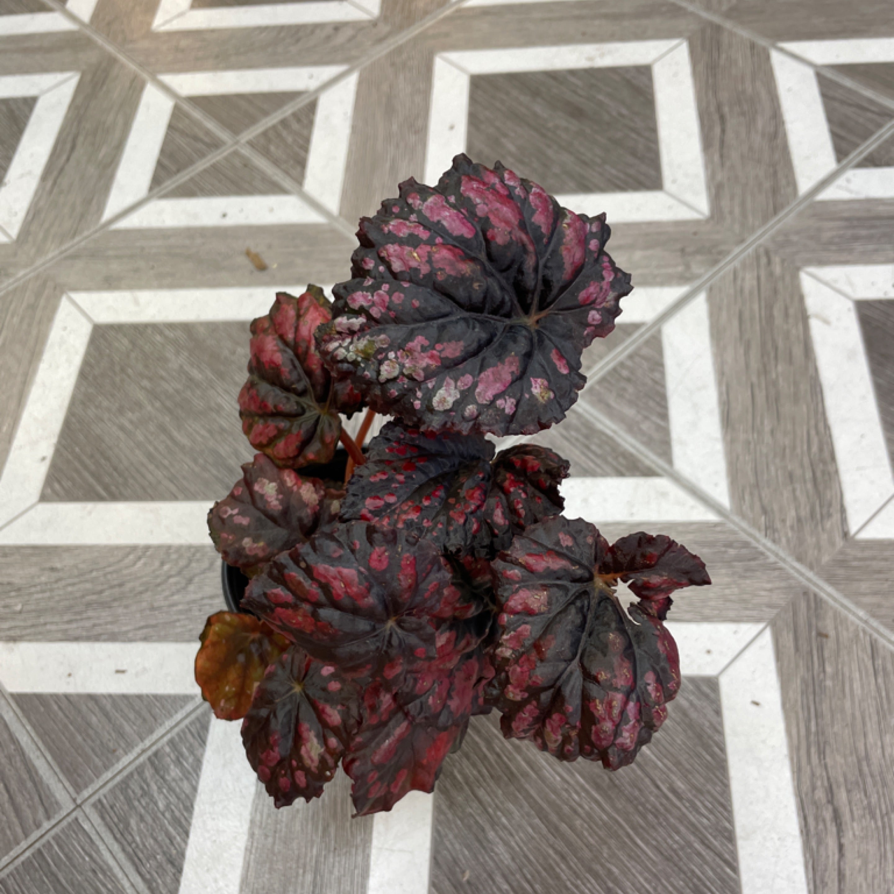 Begonia 'Rex'