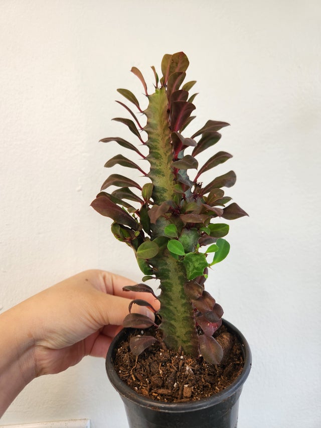 Succulents and Cacti | Fancy Plants Seattle