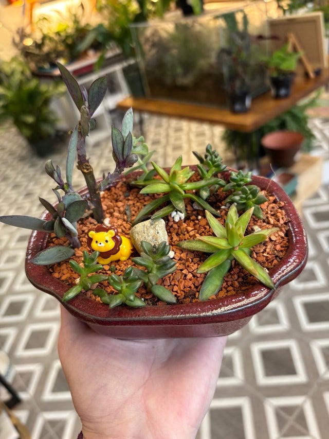 Fancy Plants Seattle