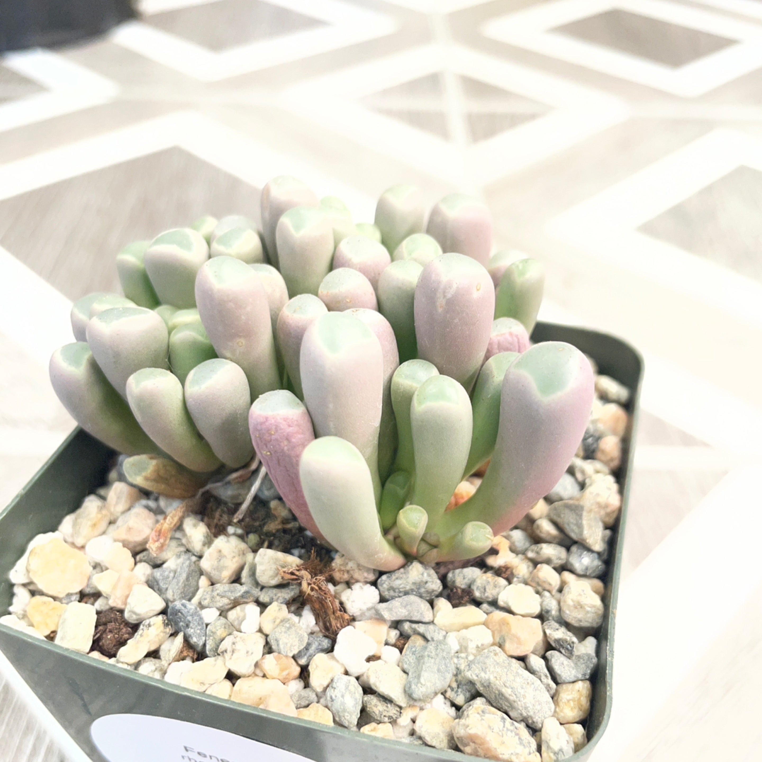 Fenestraria rhopalophylla 'Baby Toes'