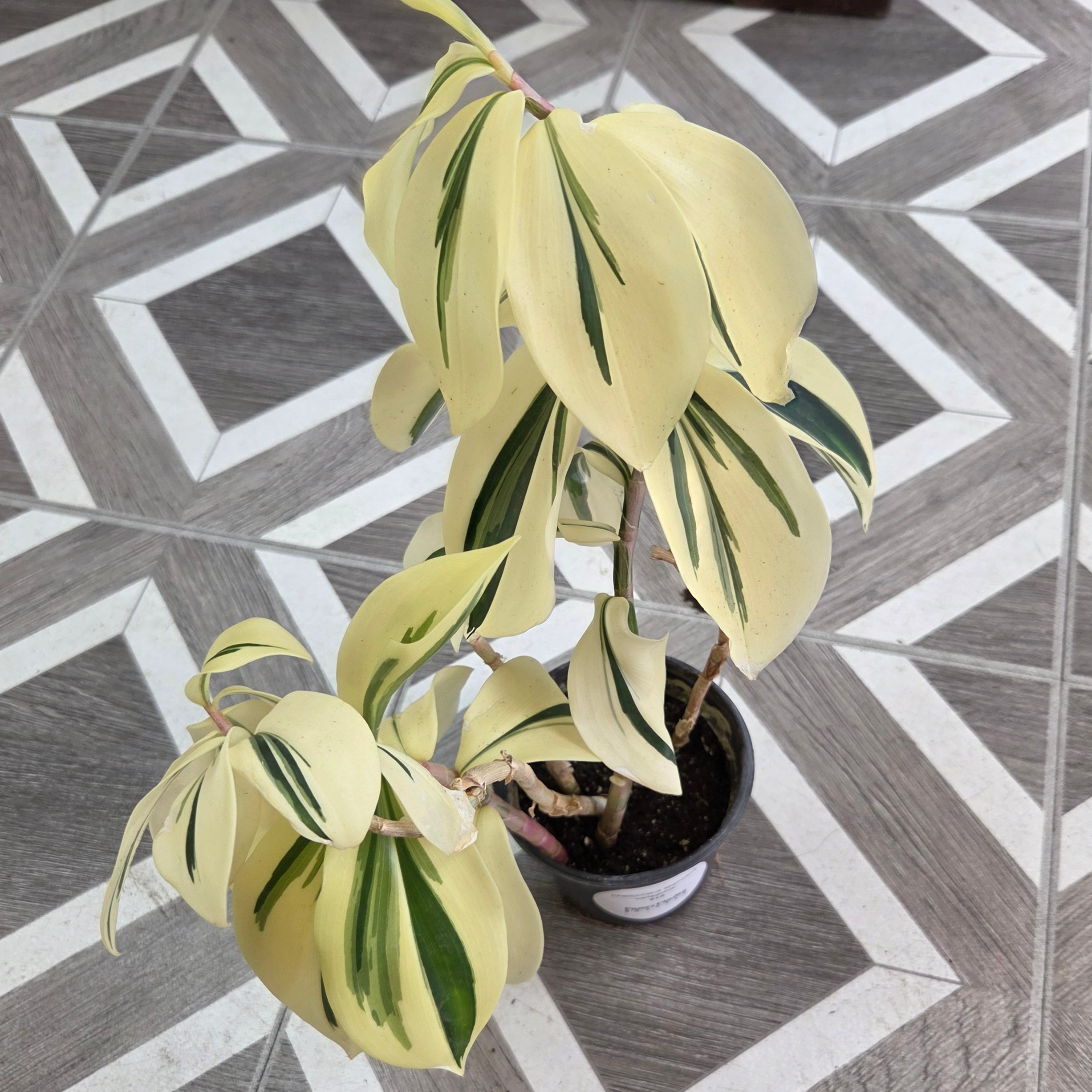 Cheilocostus speciosus ‘variegatus’