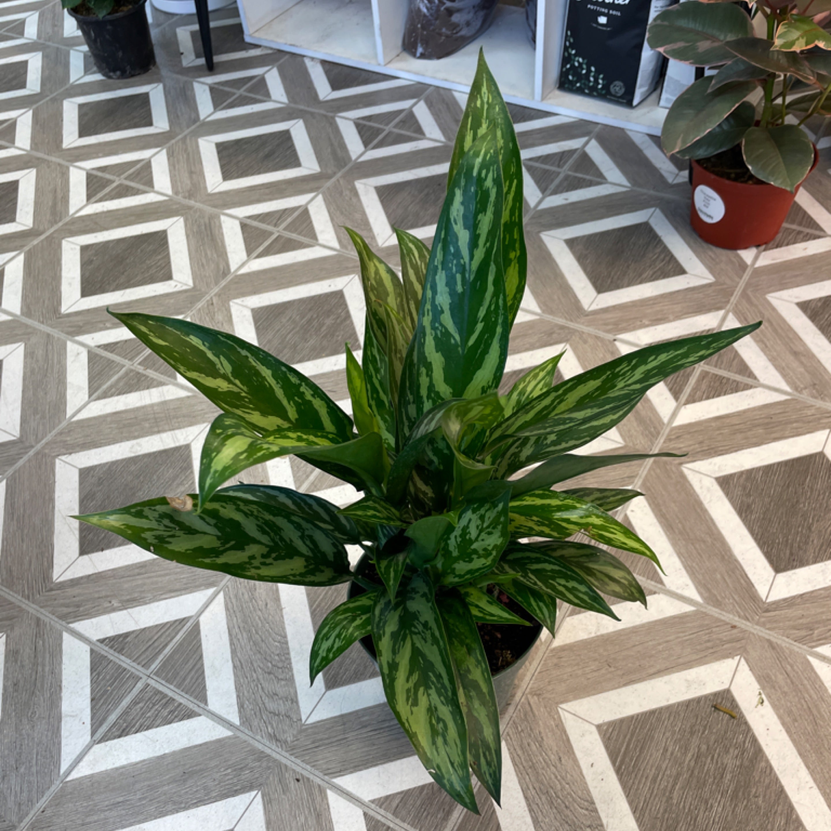 Aglaonema 'Tigress'