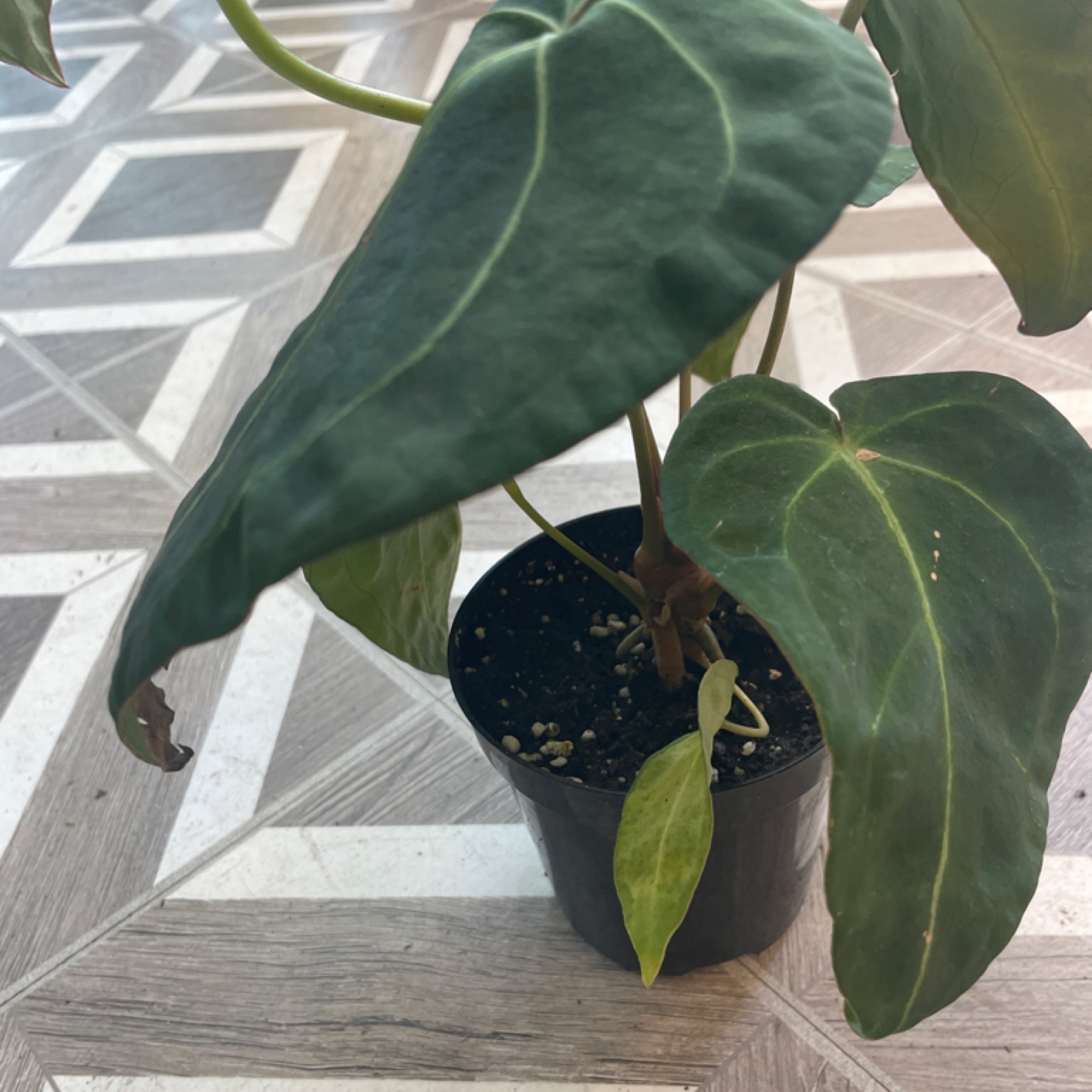 Anthurium forgetii