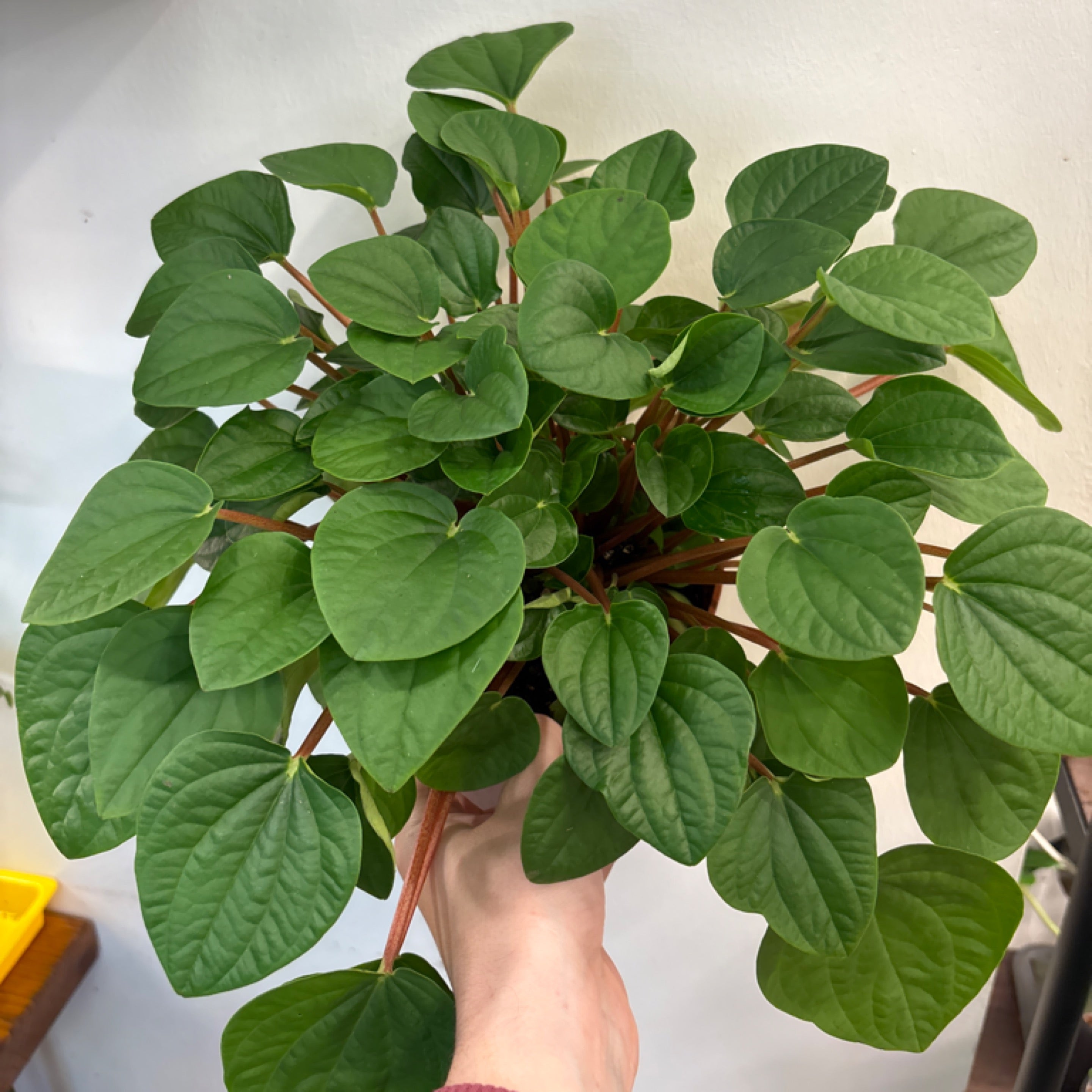 Peperomia 'Rana Verde'