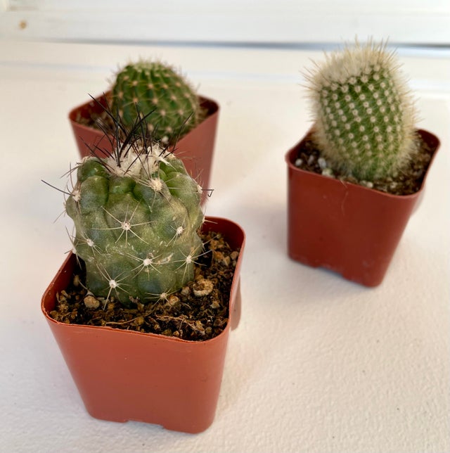 Succulents and Cacti | Fancy Plants Seattle
