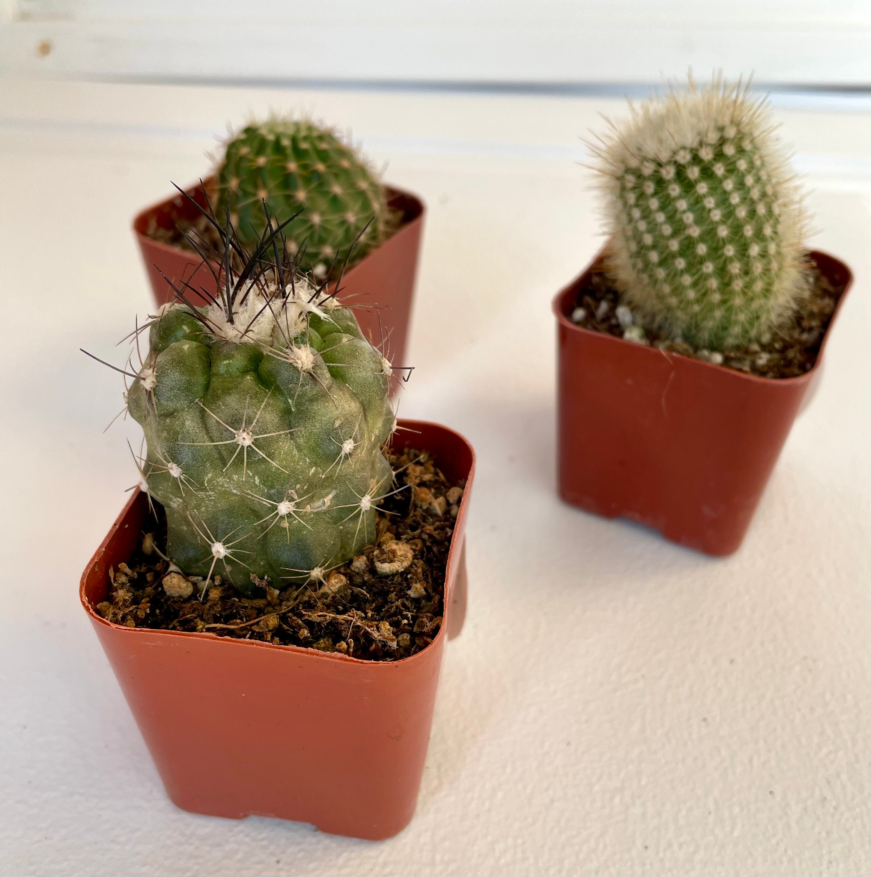 Cactus Assorted