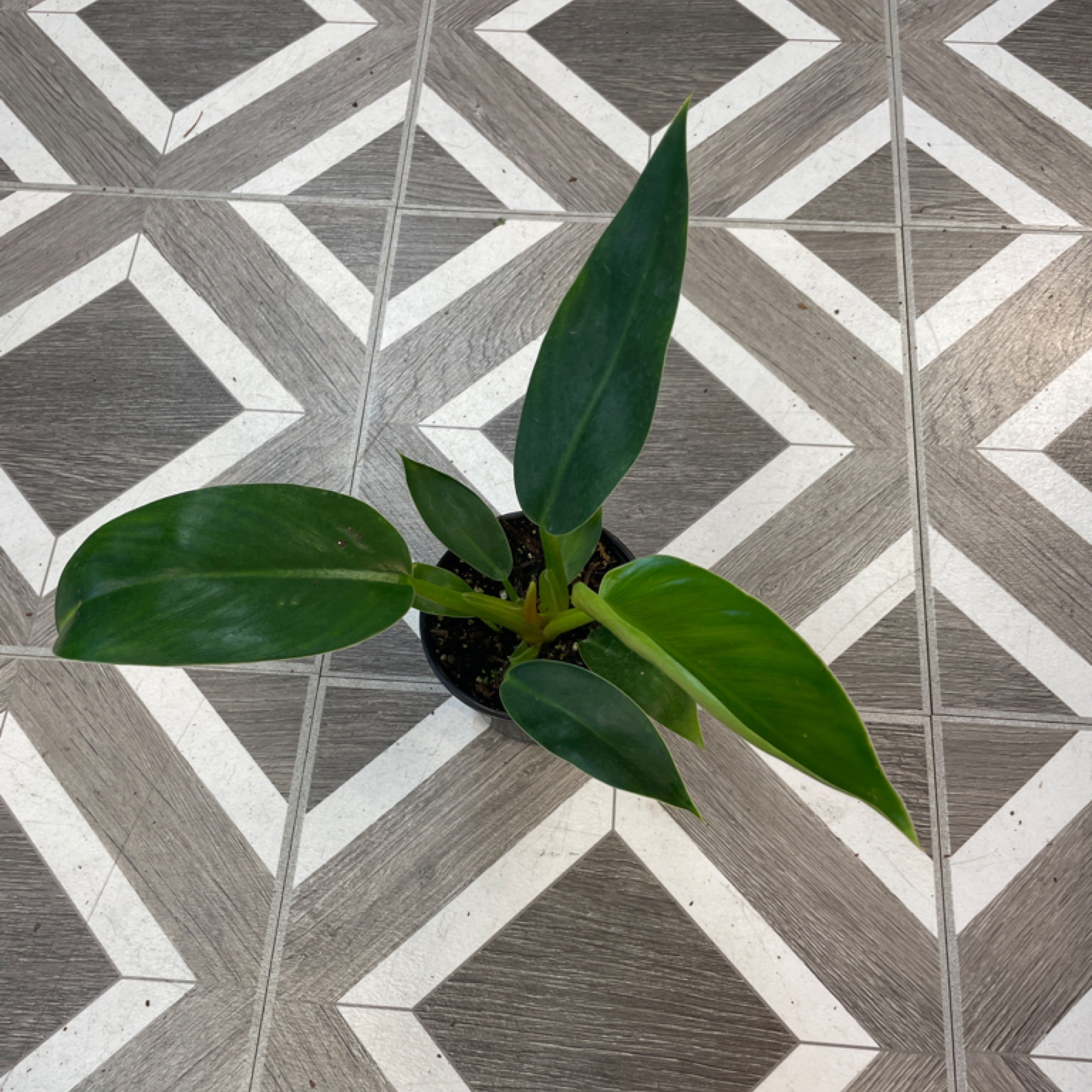 Philodendron 'Congo Green'