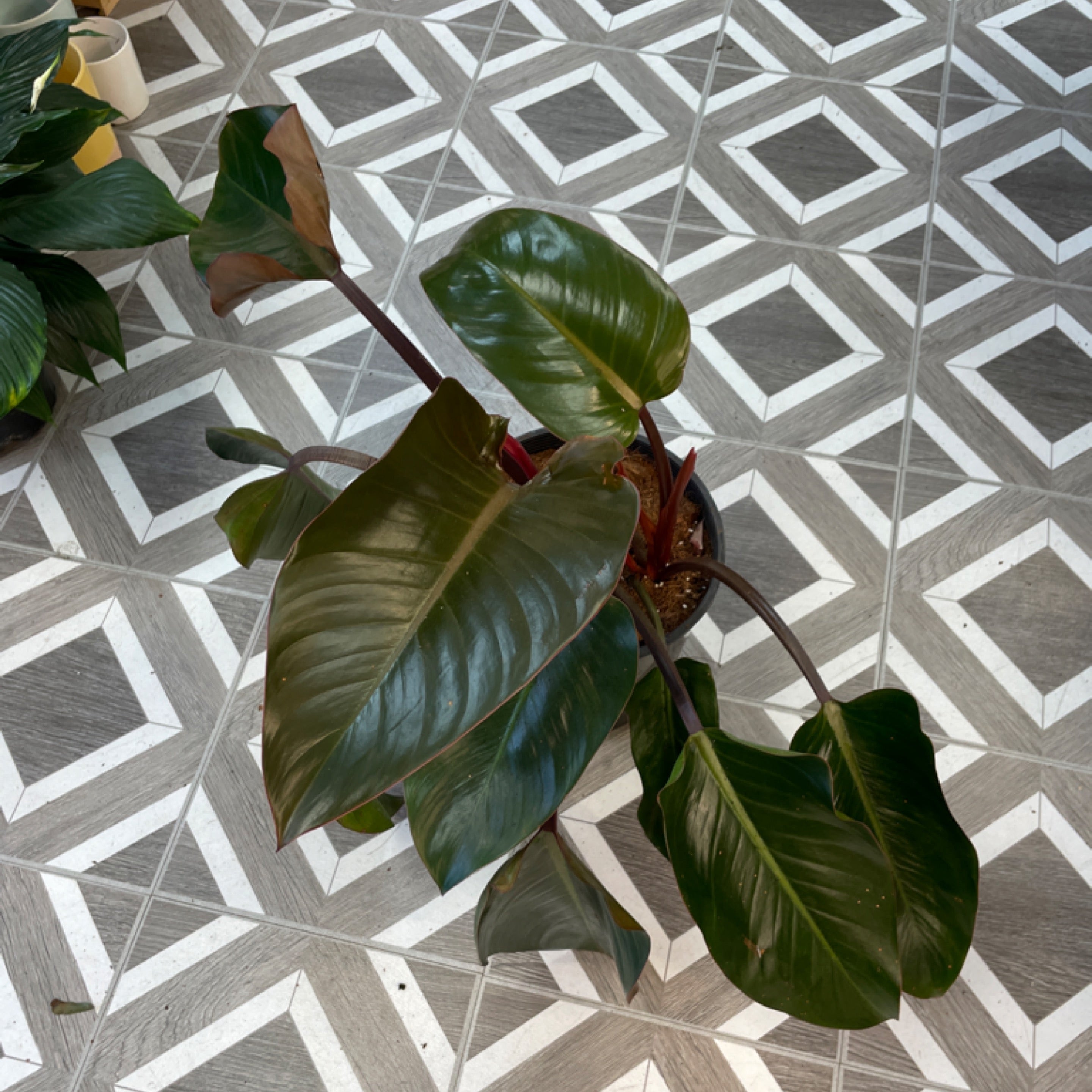 Philodendron Congo Rojo