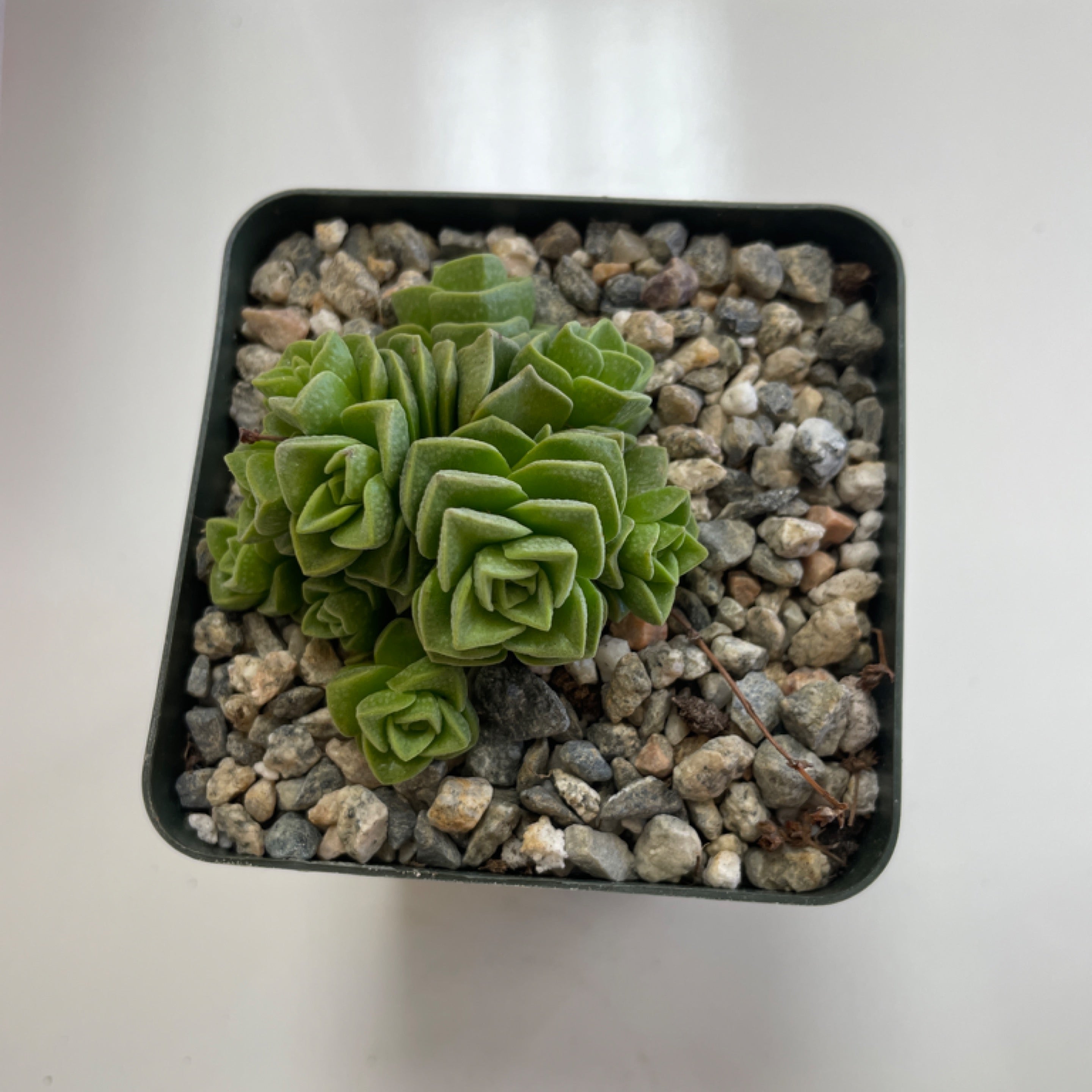 Crassula susannae 'Jade plant'