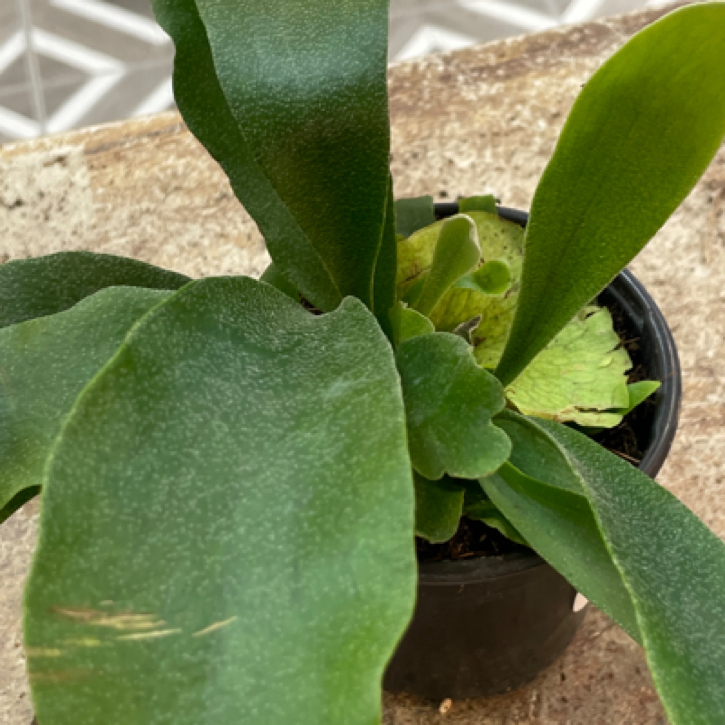 Platycerium bifurcatum 'Staghorn Fern'