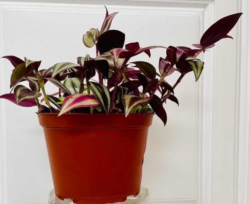 Tradescantia zebrina