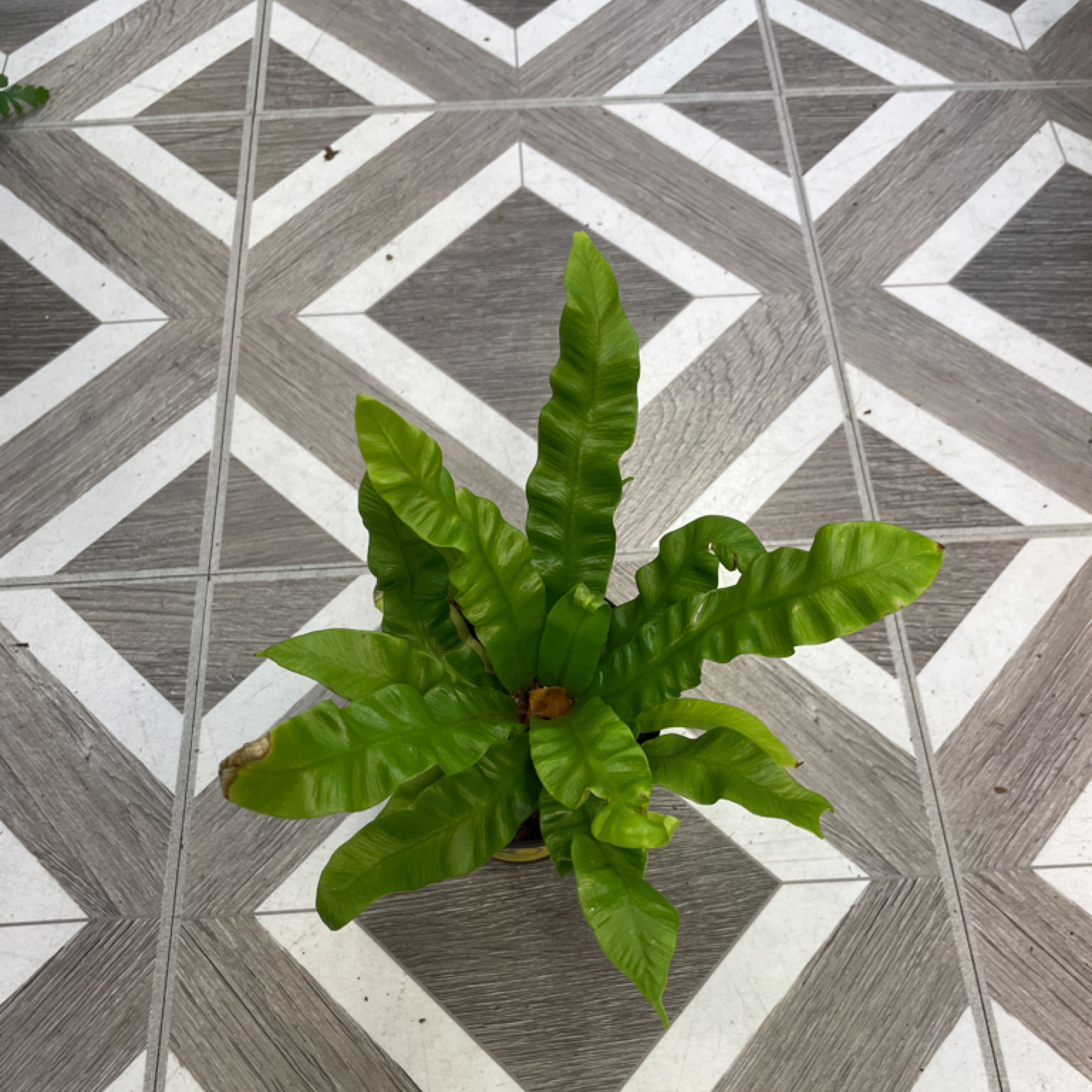 Asplenium nidus 'Bird's Nest Fern'