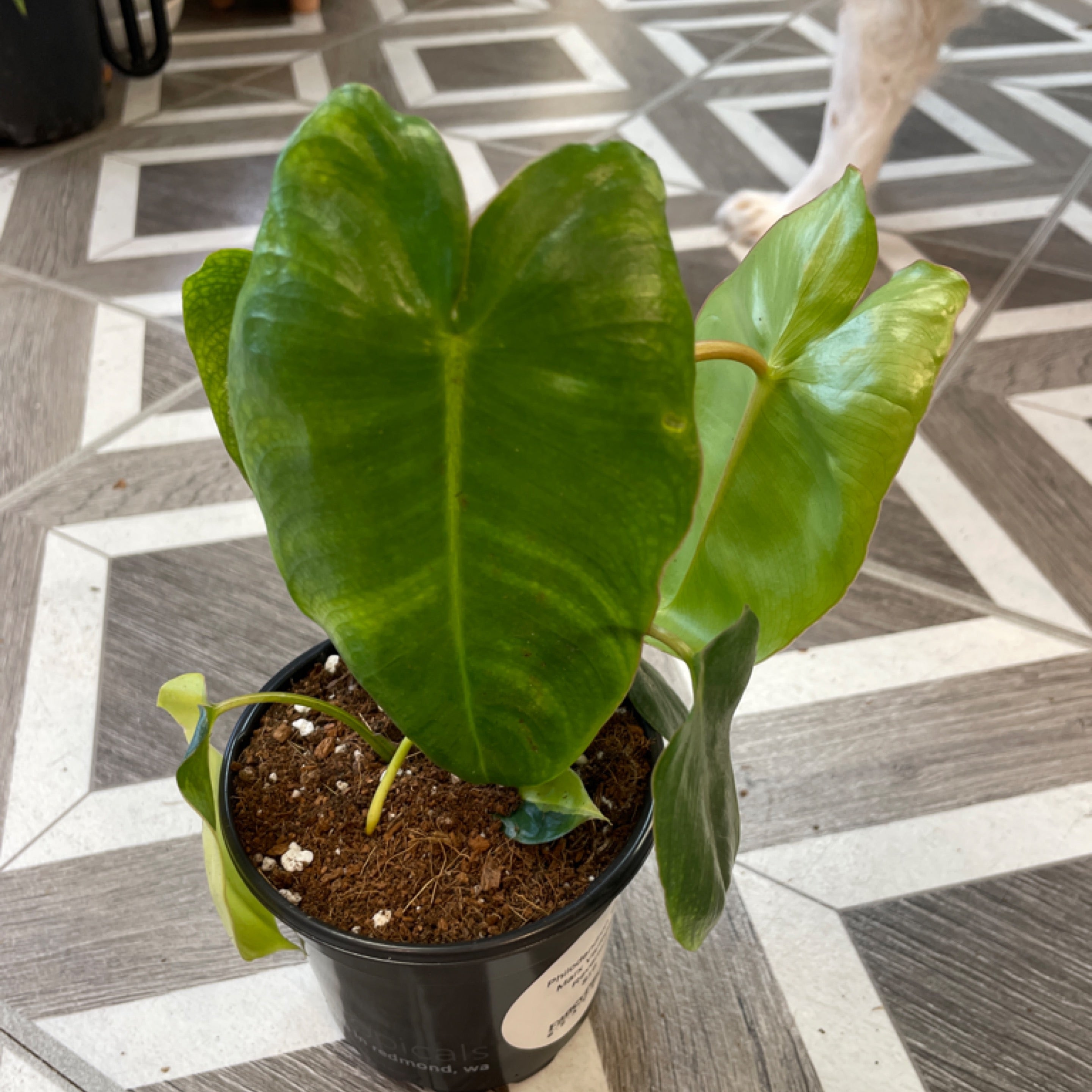 Philodendron 'Burle Marx Variegata' Reverted