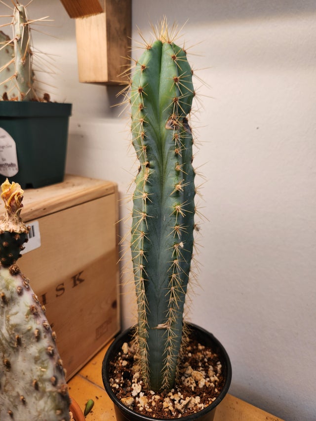 Succulents and Cacti | Fancy Plants Seattle