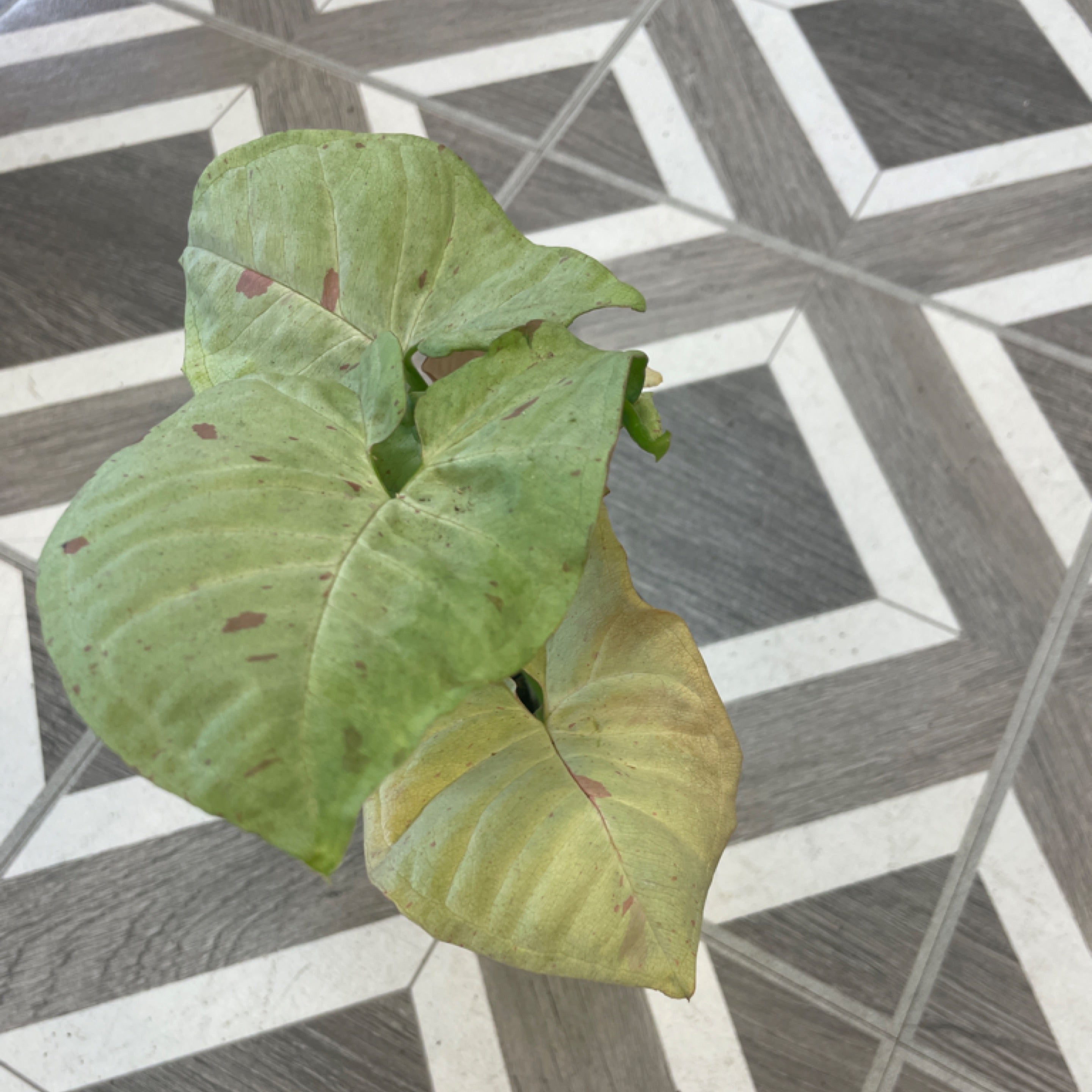Syngonium podo. 'Milk confetti'