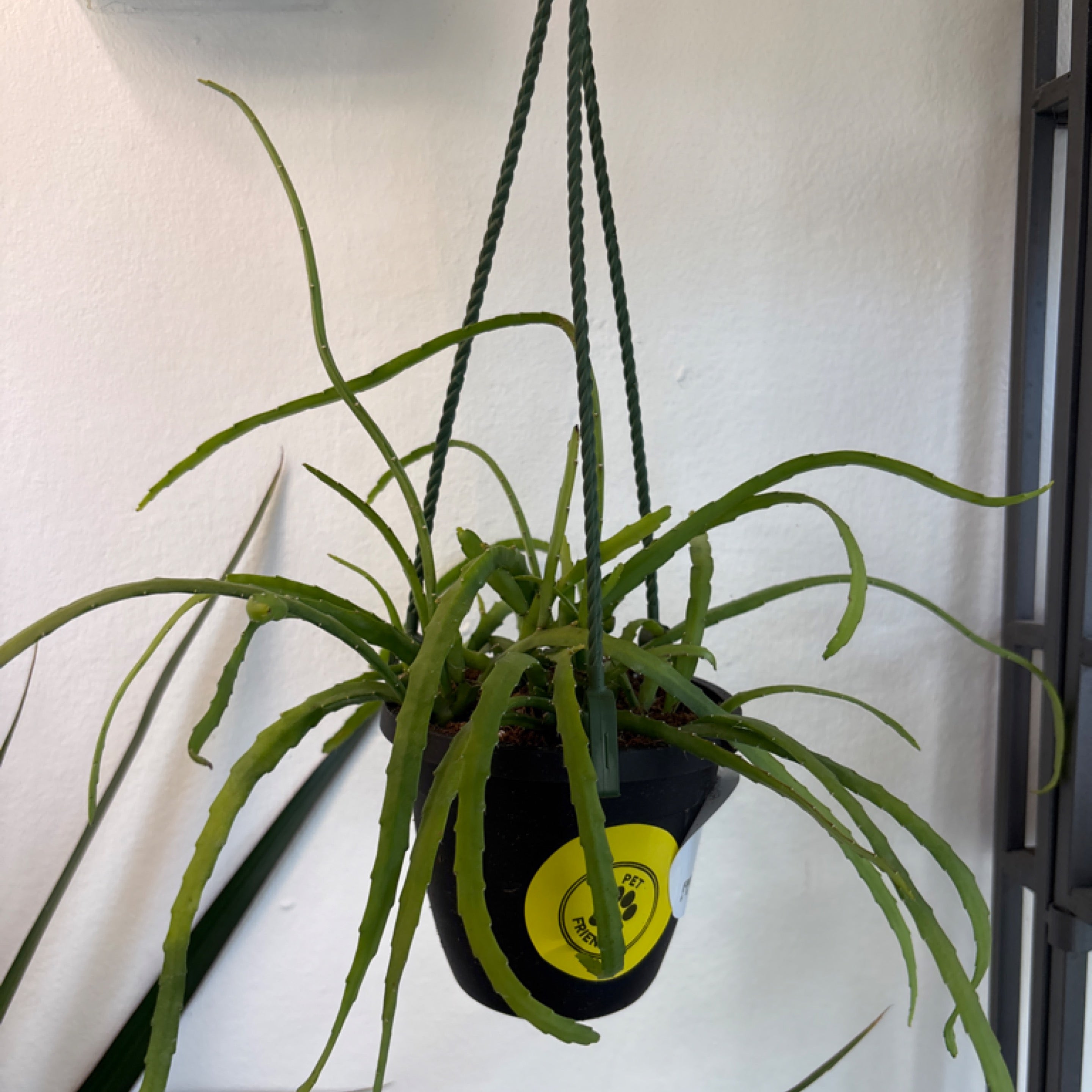 Rhipsalis boliviana