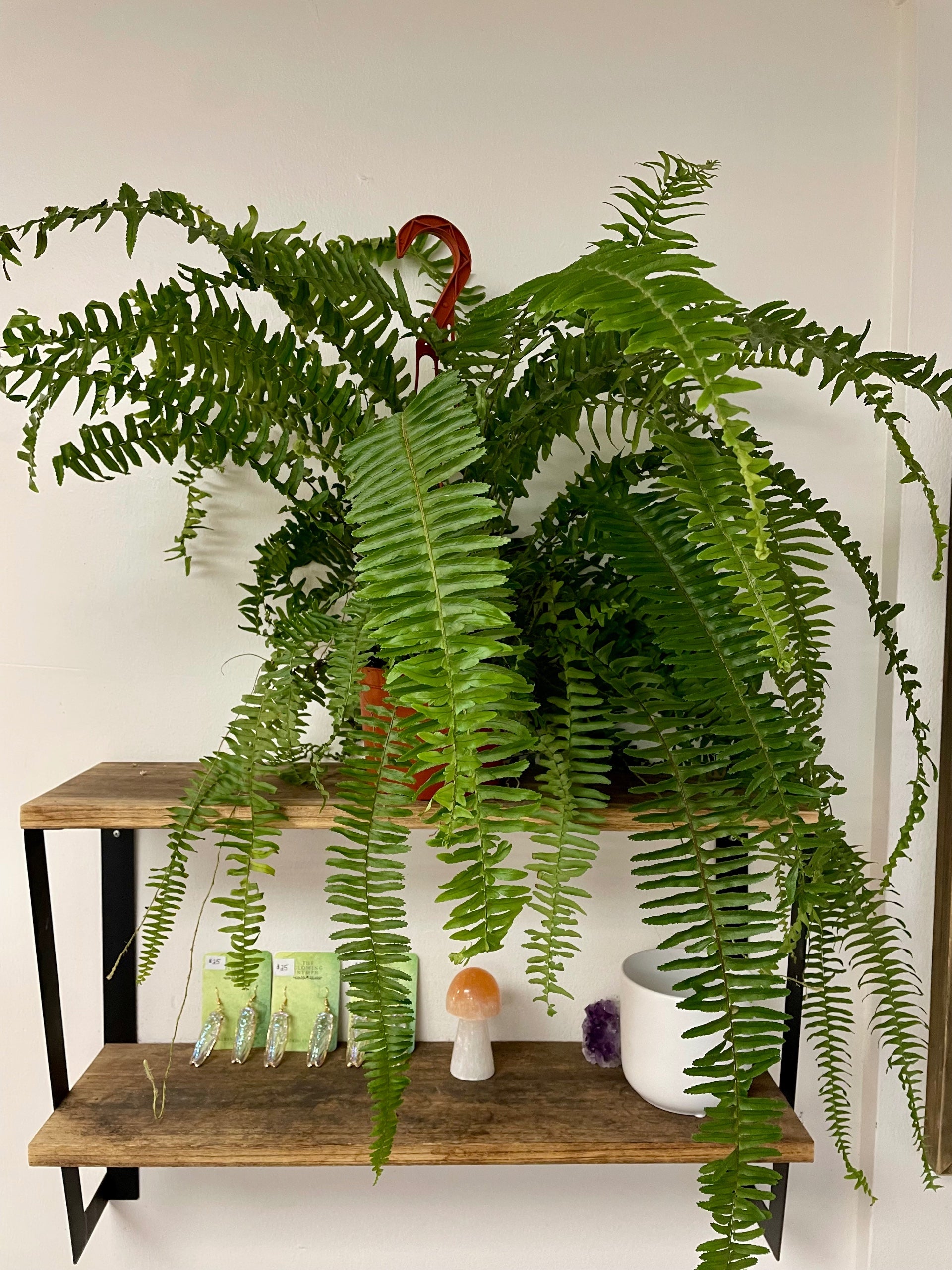 Nephrolepis obliterate 'Kimberly Queen Fern'