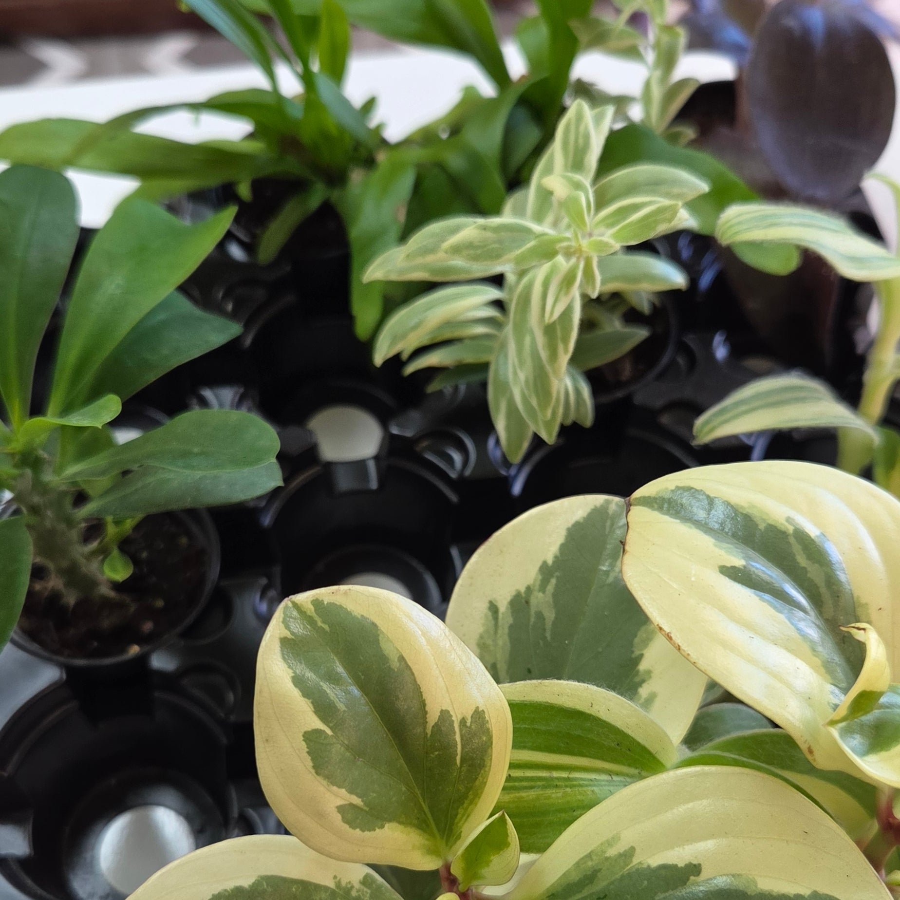 Assorted Baby Foliage