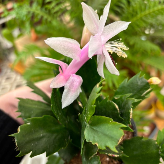 Succulents and Cacti | Fancy Plants Seattle