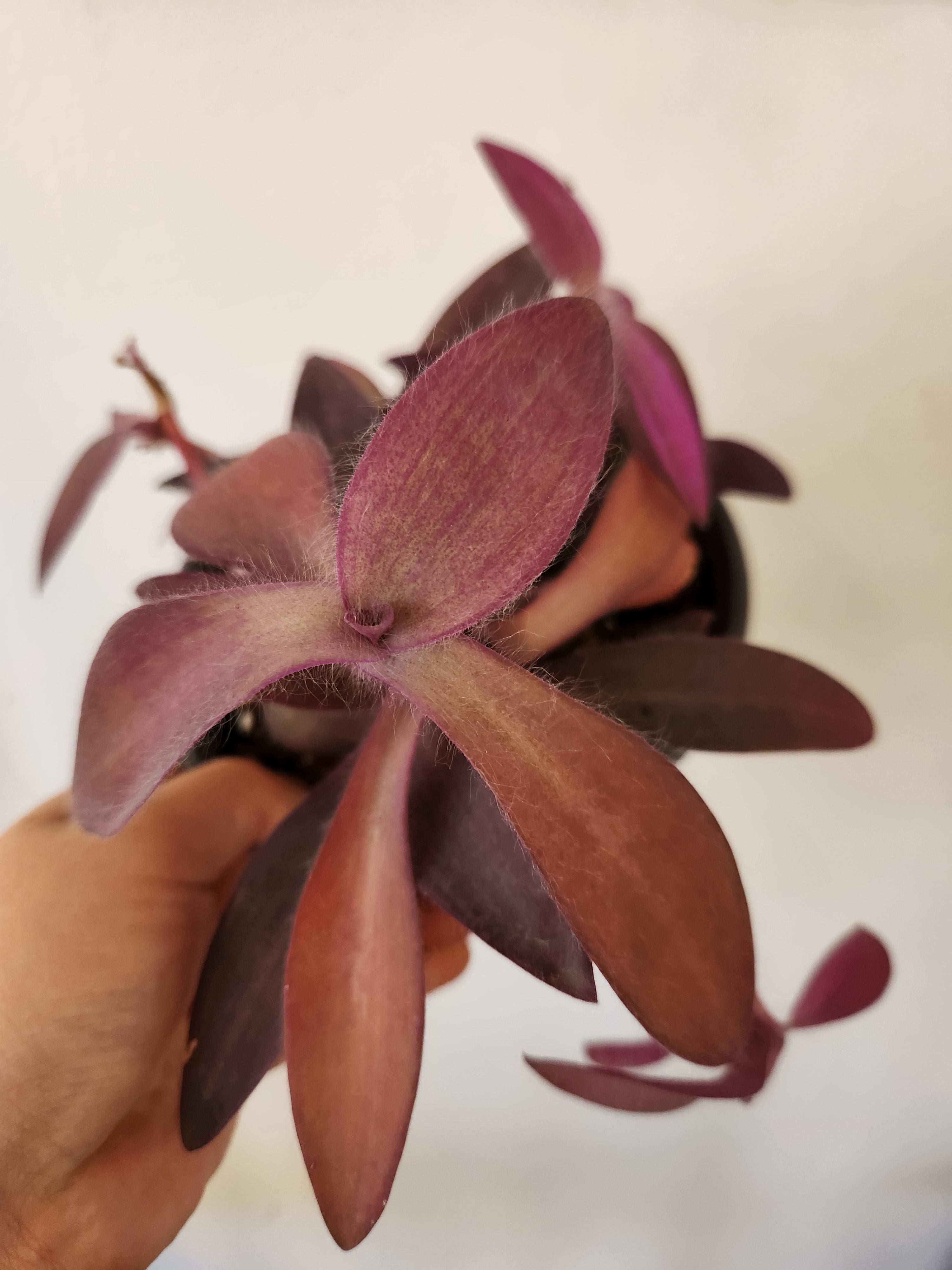Tradescantia pallida 'Purple Heart'