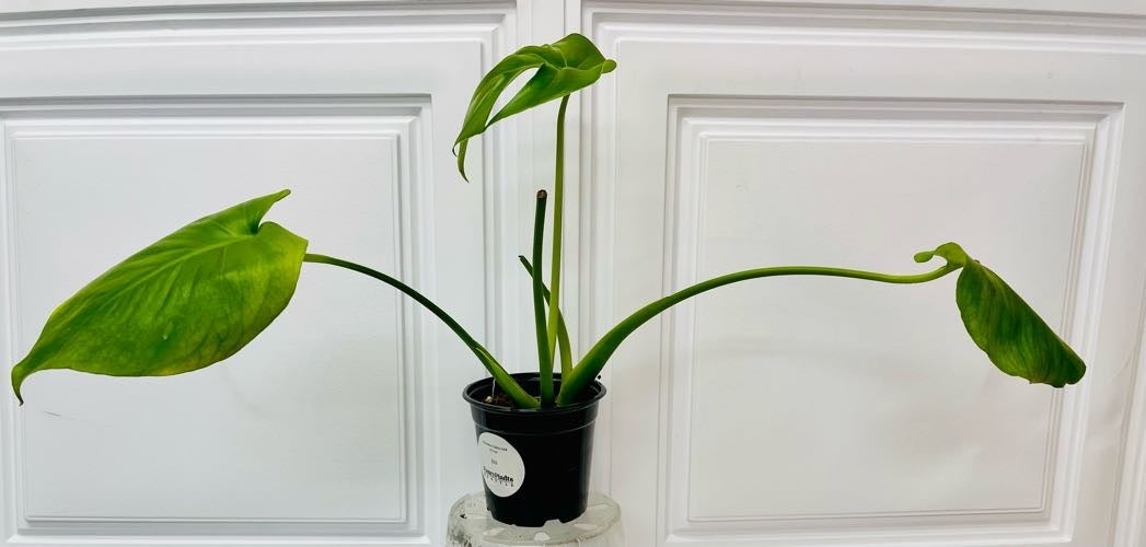 Monstera deliciosa | Fancy Plants Seattle