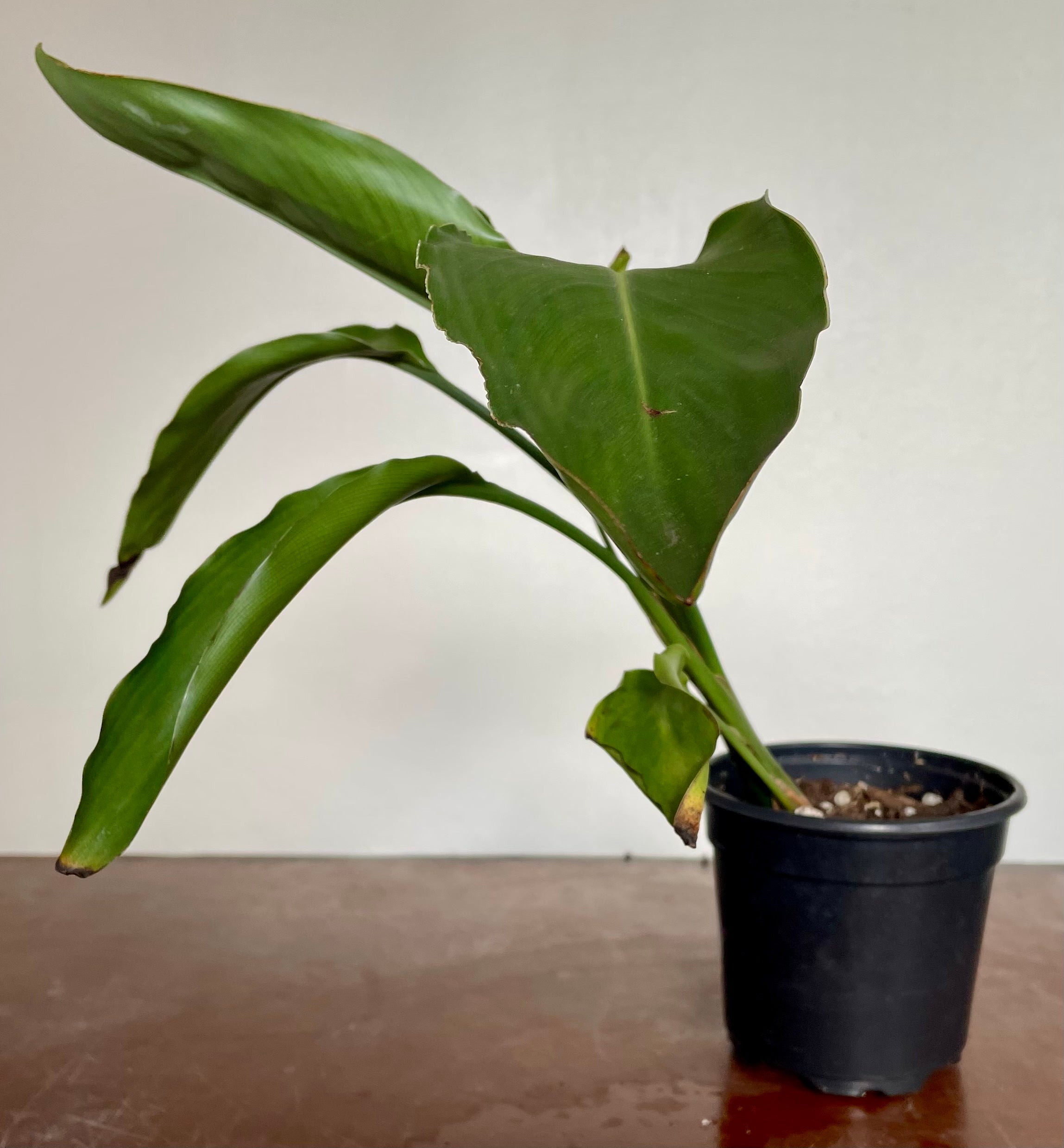 Strelitzia reginae - Bird of Paradise (orange)