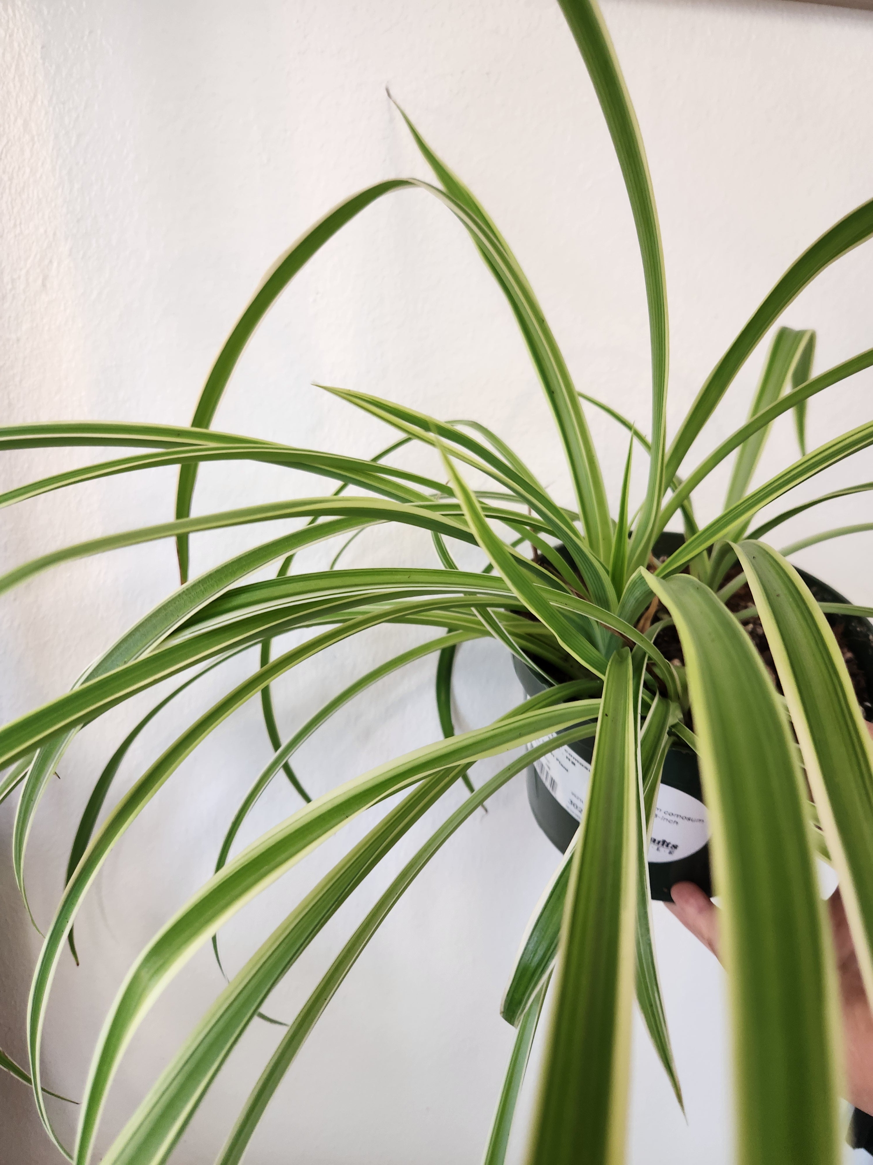 Chlorophytum comosum 'Ocean'