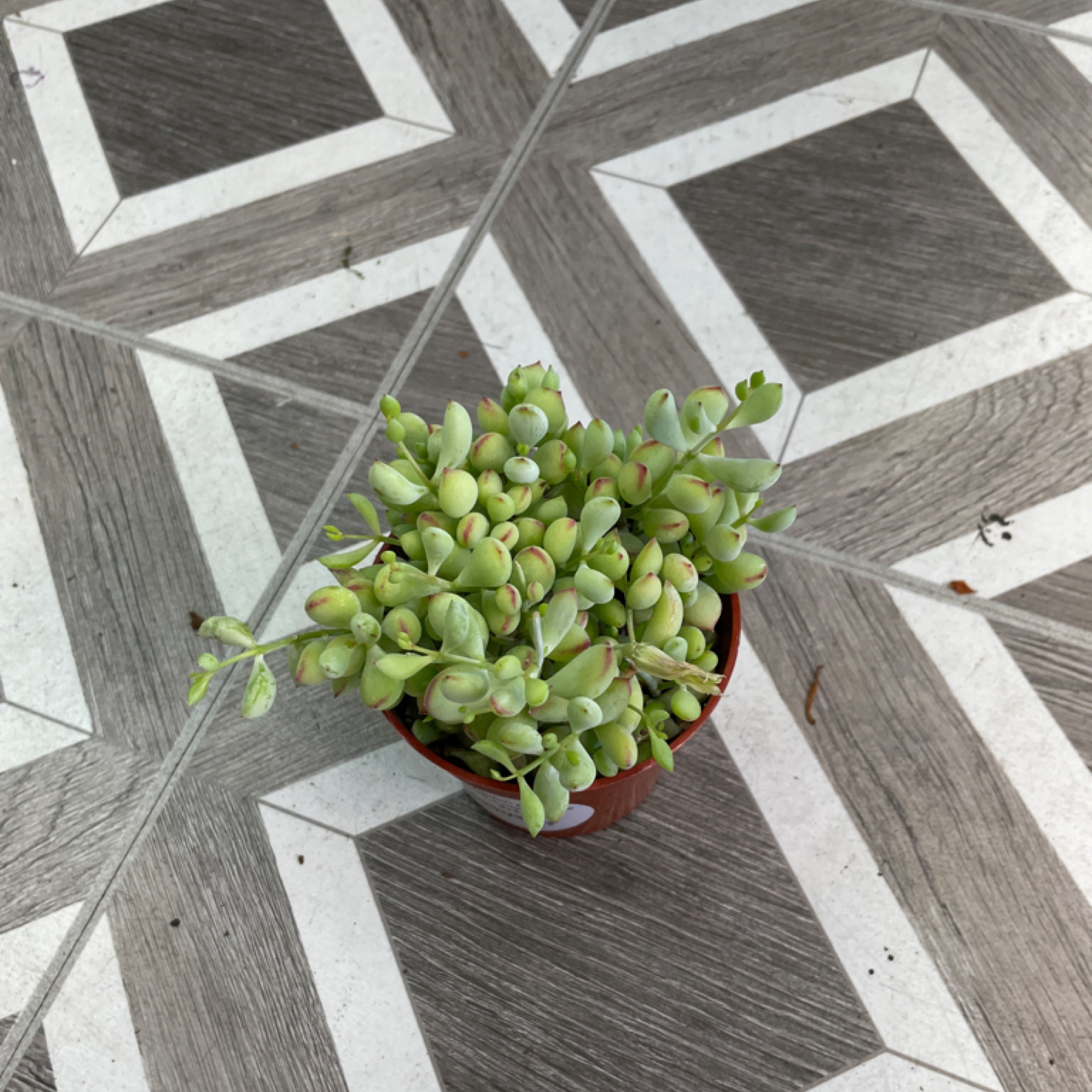 Cotyledon pendens 'Cliff Cotyledon'