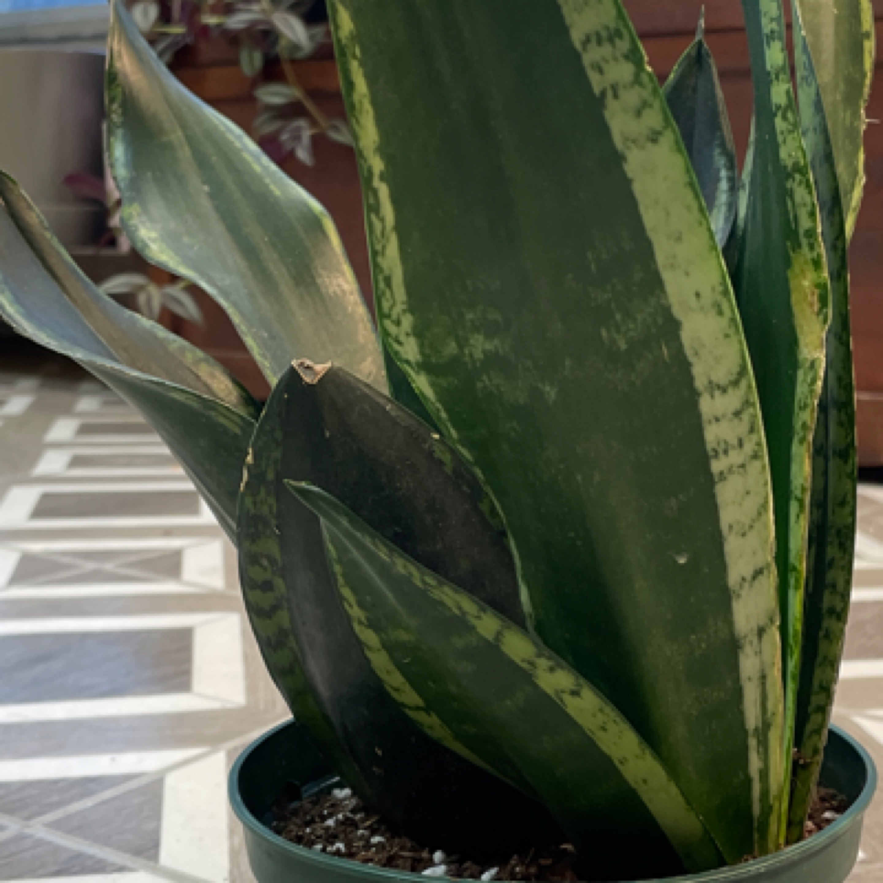 Sansevieria tri. 'Whitney'