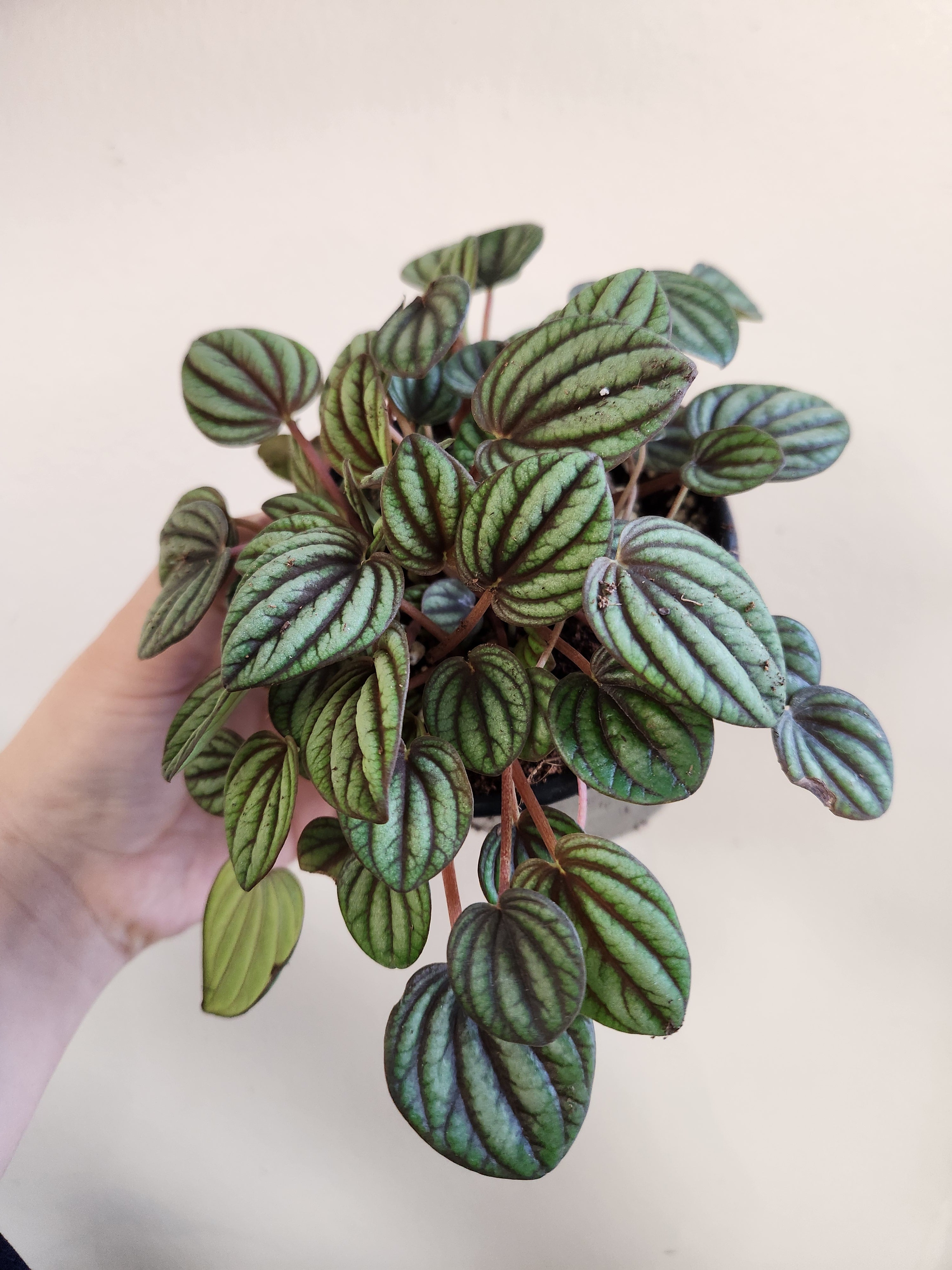 Peperomia albovittata 'Peacock'