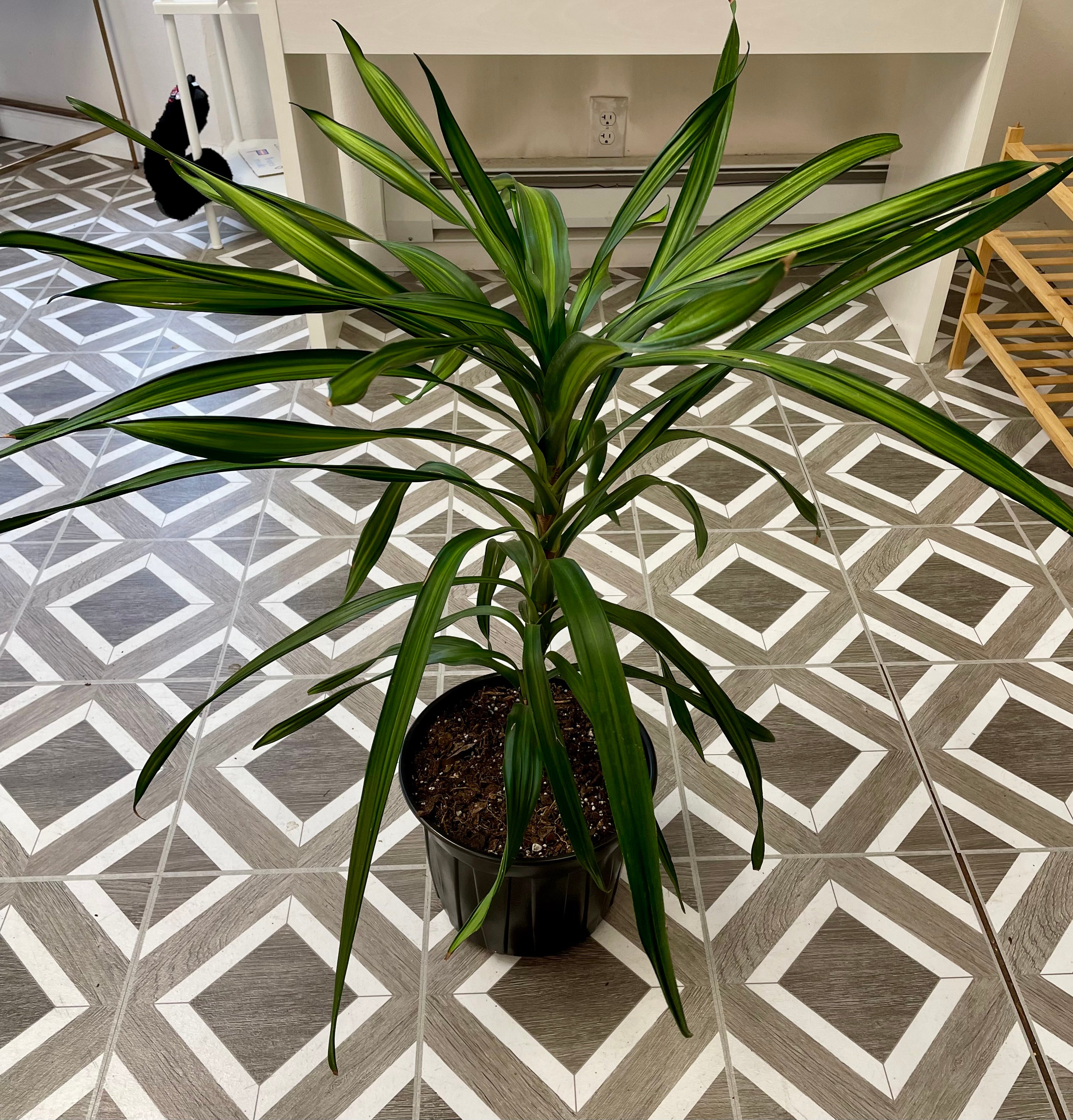 Dracaena deremensis 'Rikki'