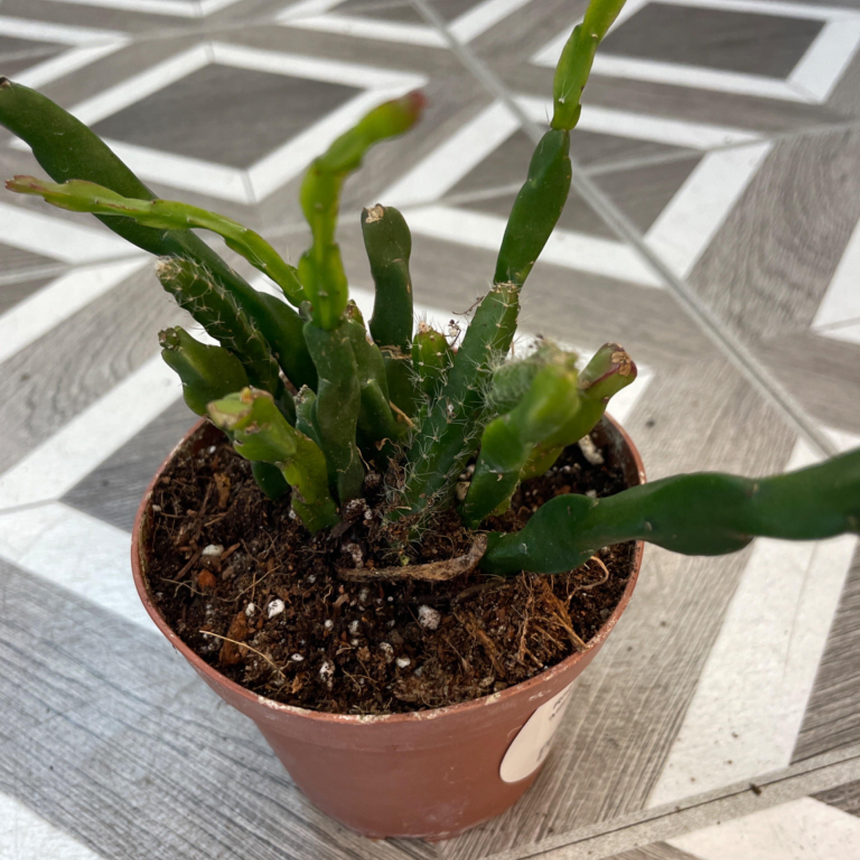 Rhipsalis sulcata 'Mistletoe Cactus'