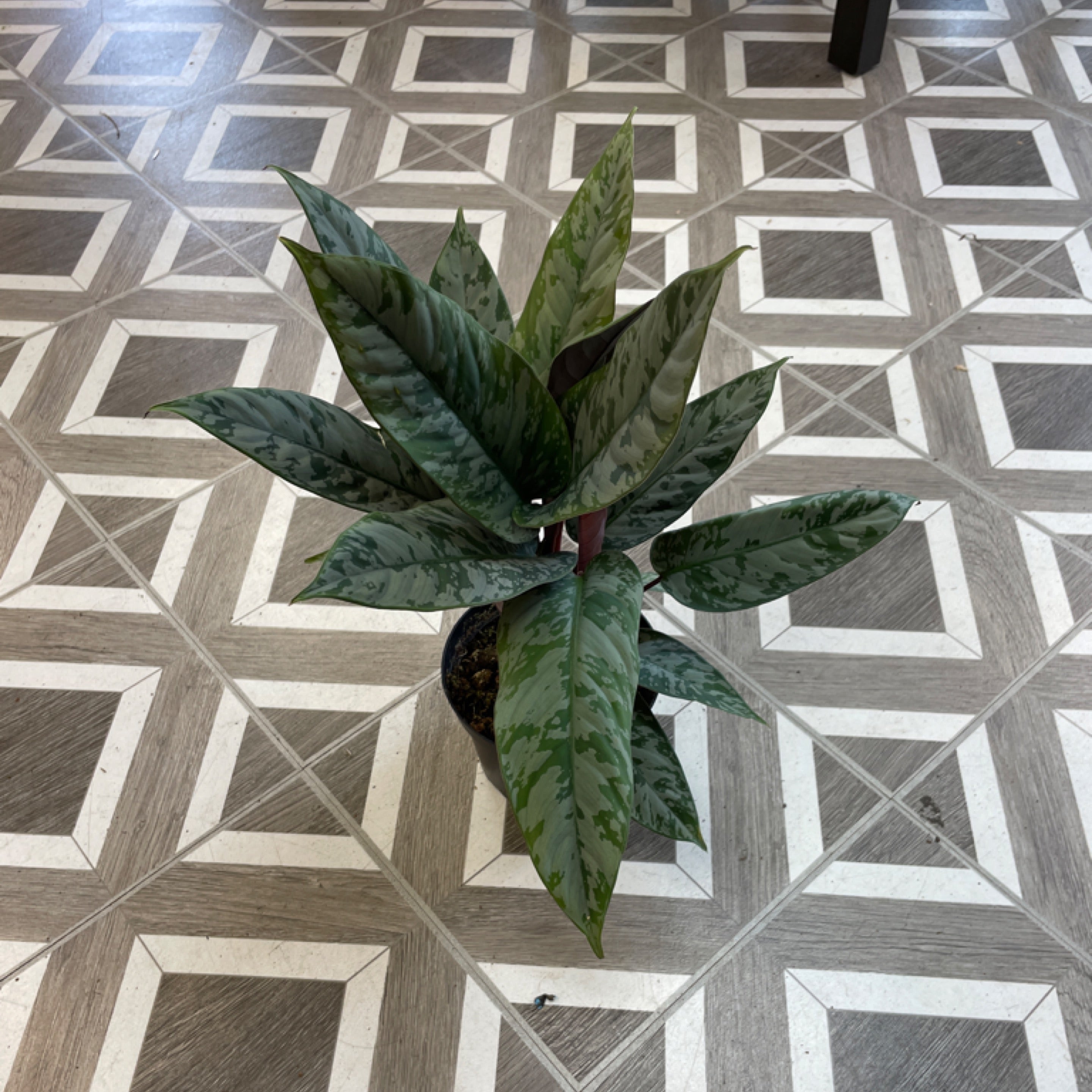 Apoballis acuminatissima 'Lavallael'