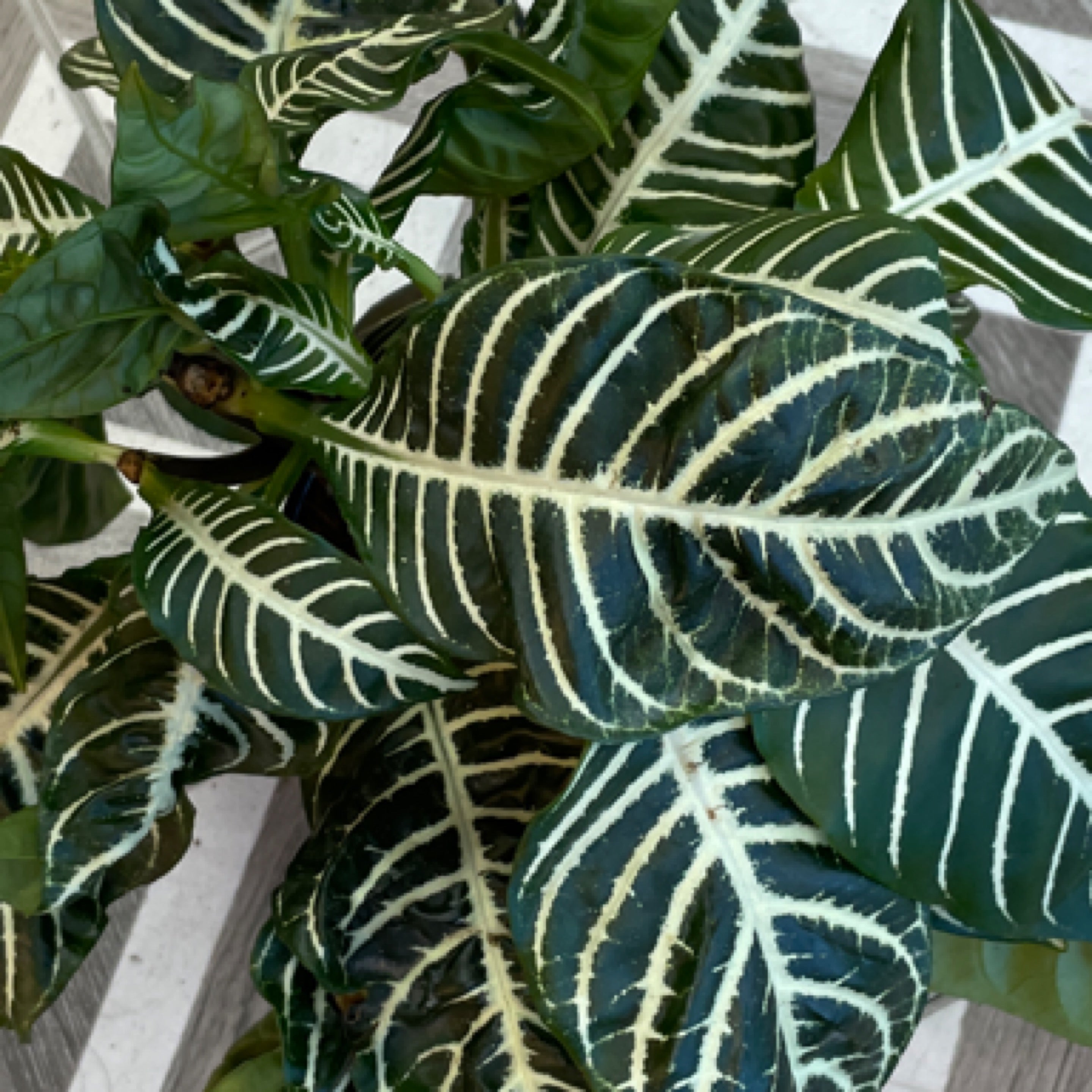 Aphelandra squarrosa 'Zebra Plant'