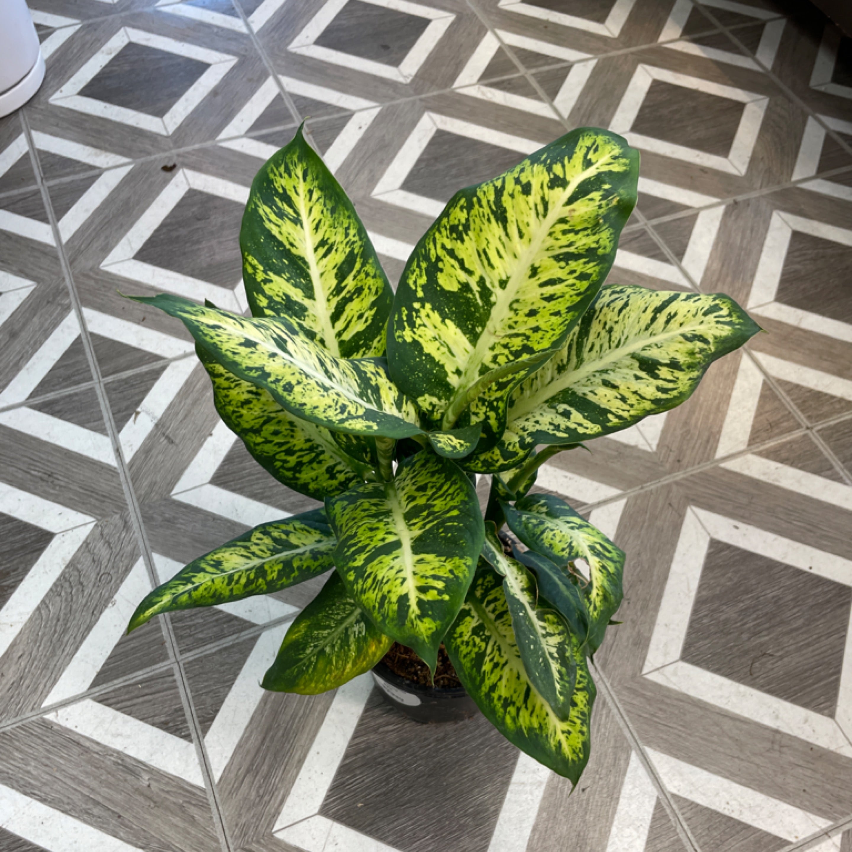 Dieffenbachia Sublime