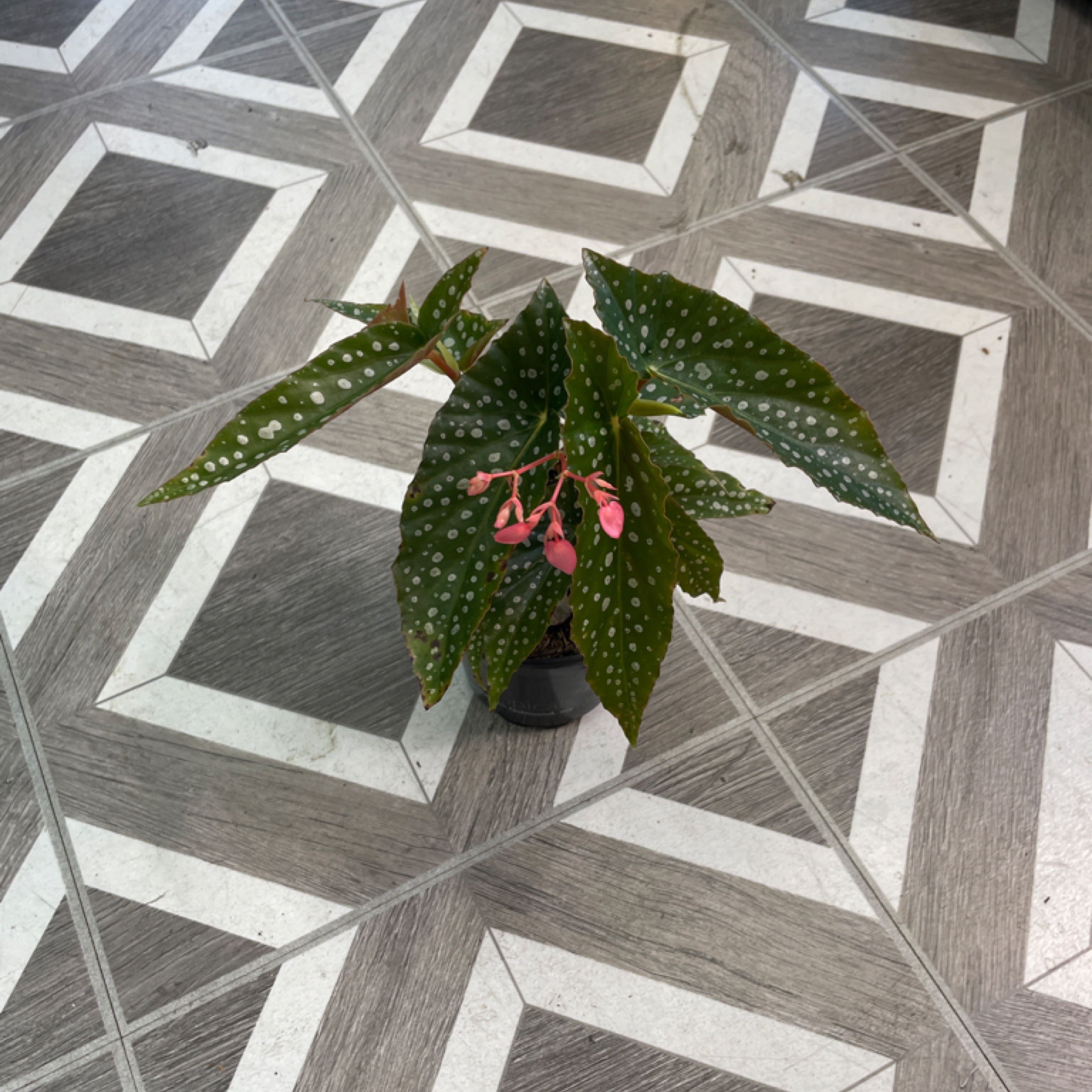 Begonia maculata 'Silver Spot'