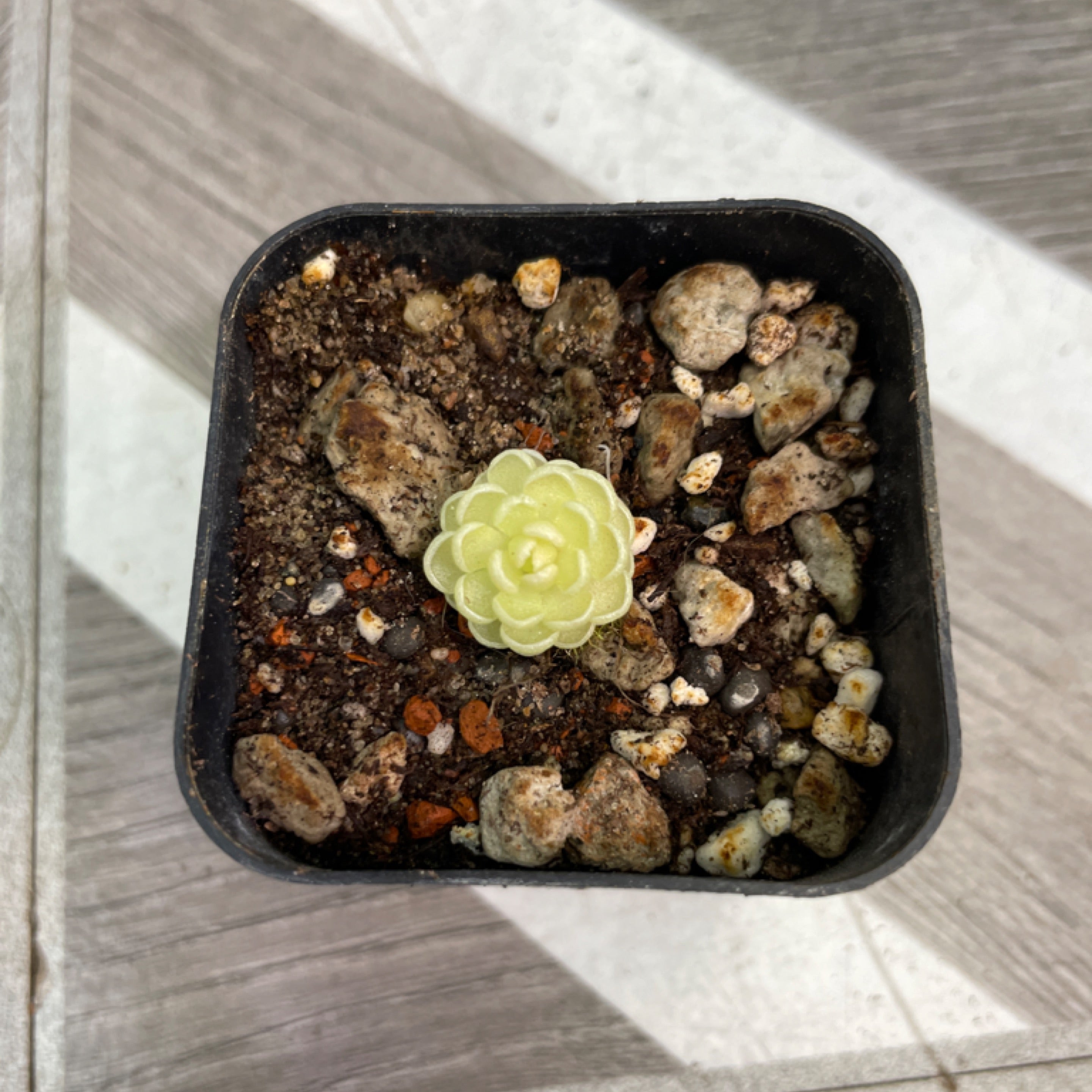 Pinguicula esserianna