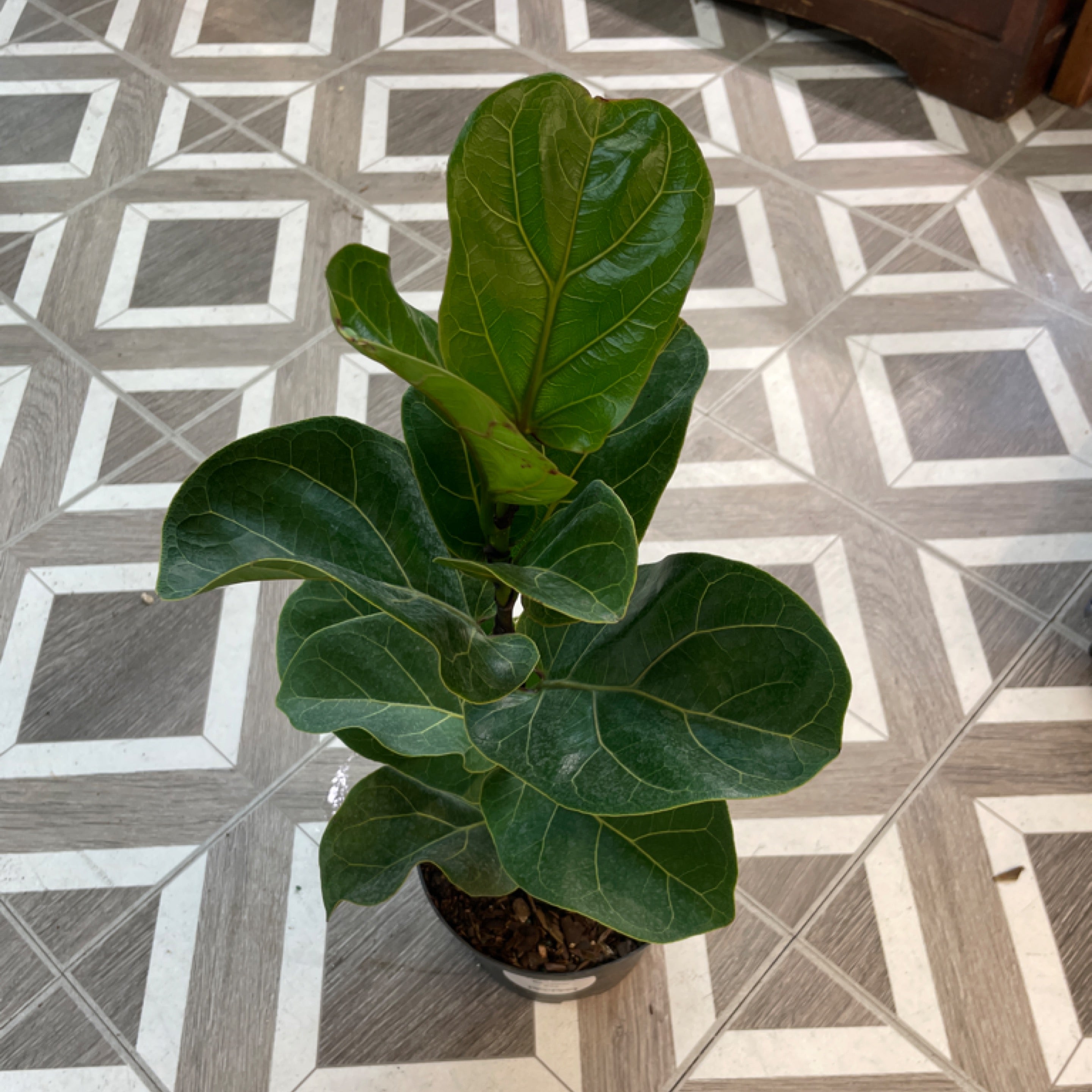 Ficus lyrata 'Bambino'