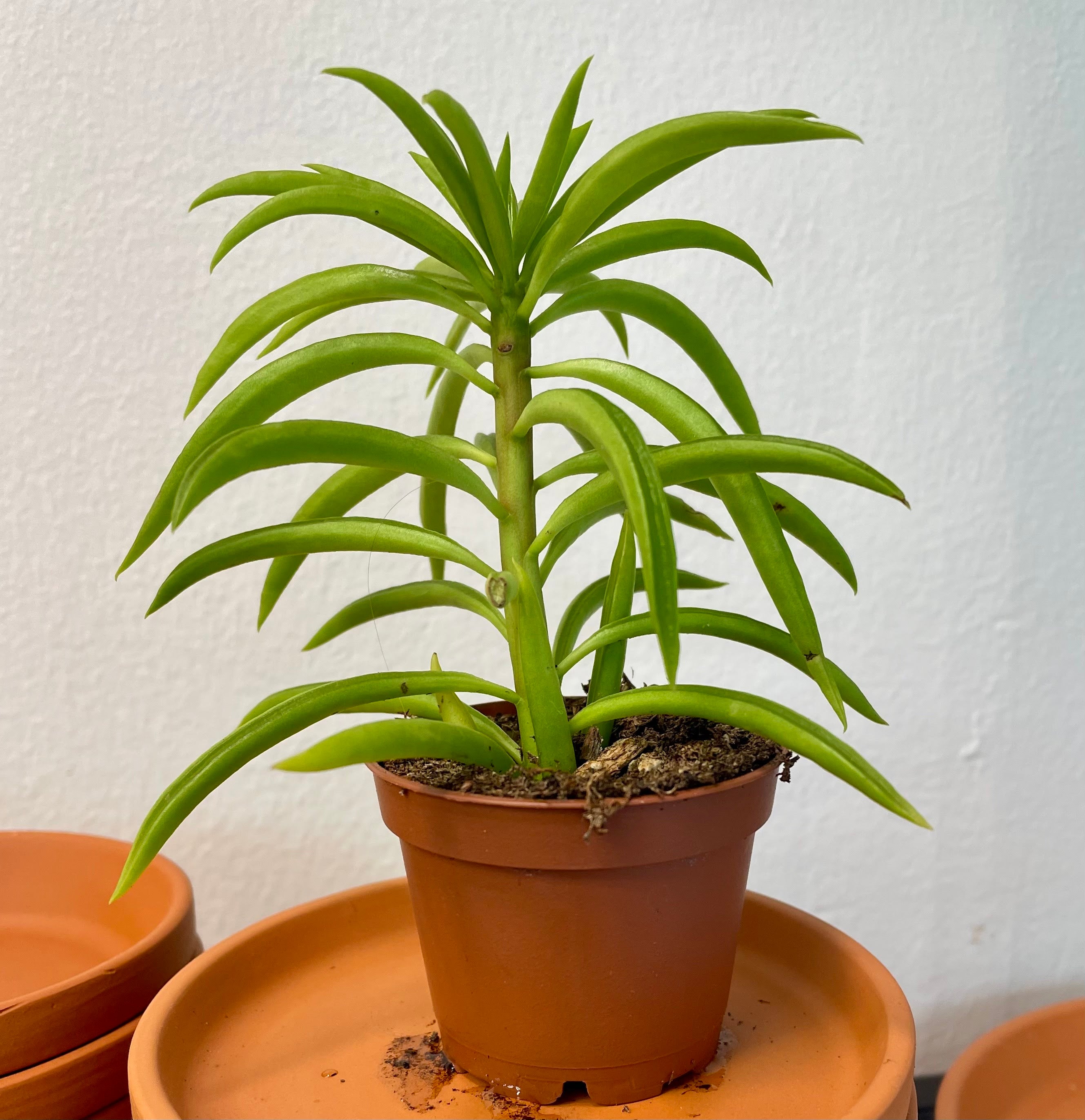 Peperomia ferreyrae 'Greenbean'