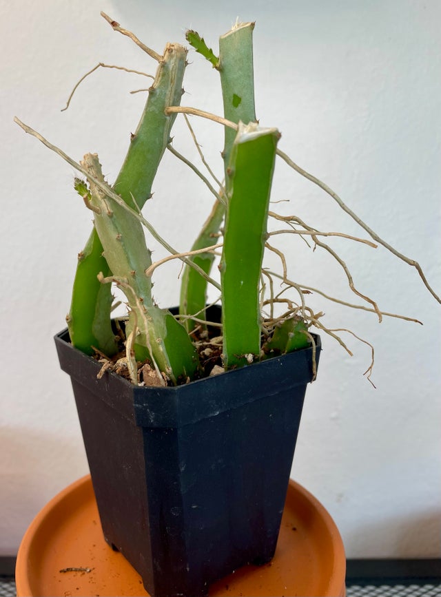 Succulents and Cacti | Fancy Plants Seattle