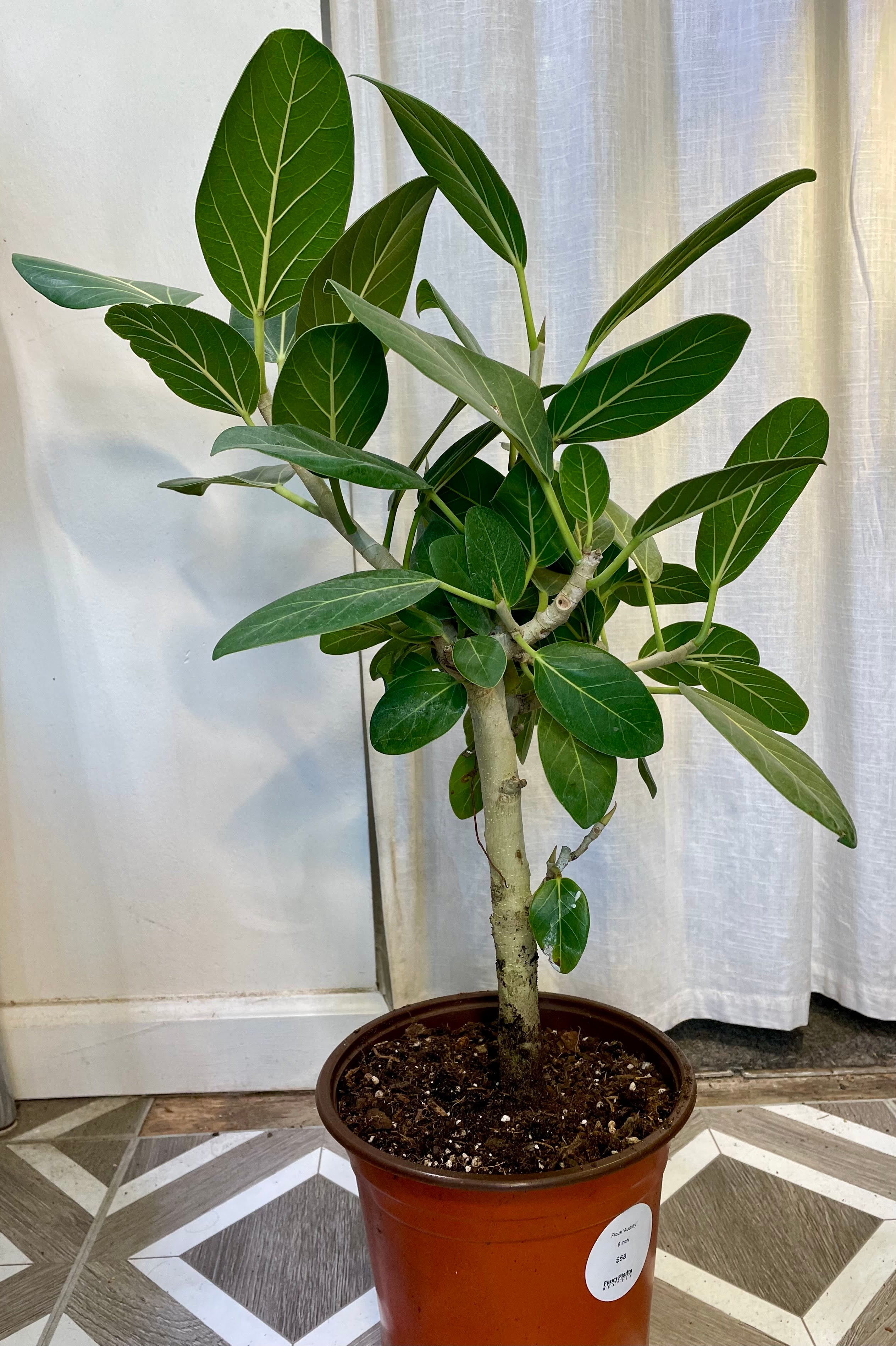 Ficus 'Audrey'
