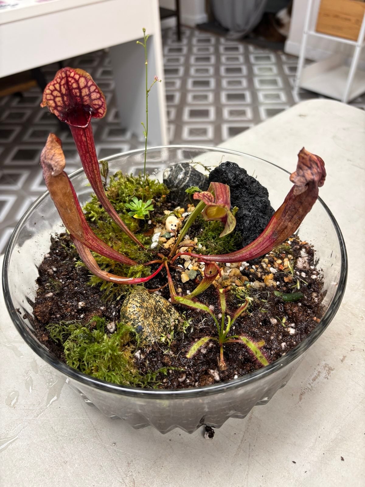 Carnivorous Bog Workshop (Fri, 6/12 6:30pm) | Fancy Plants Seattle