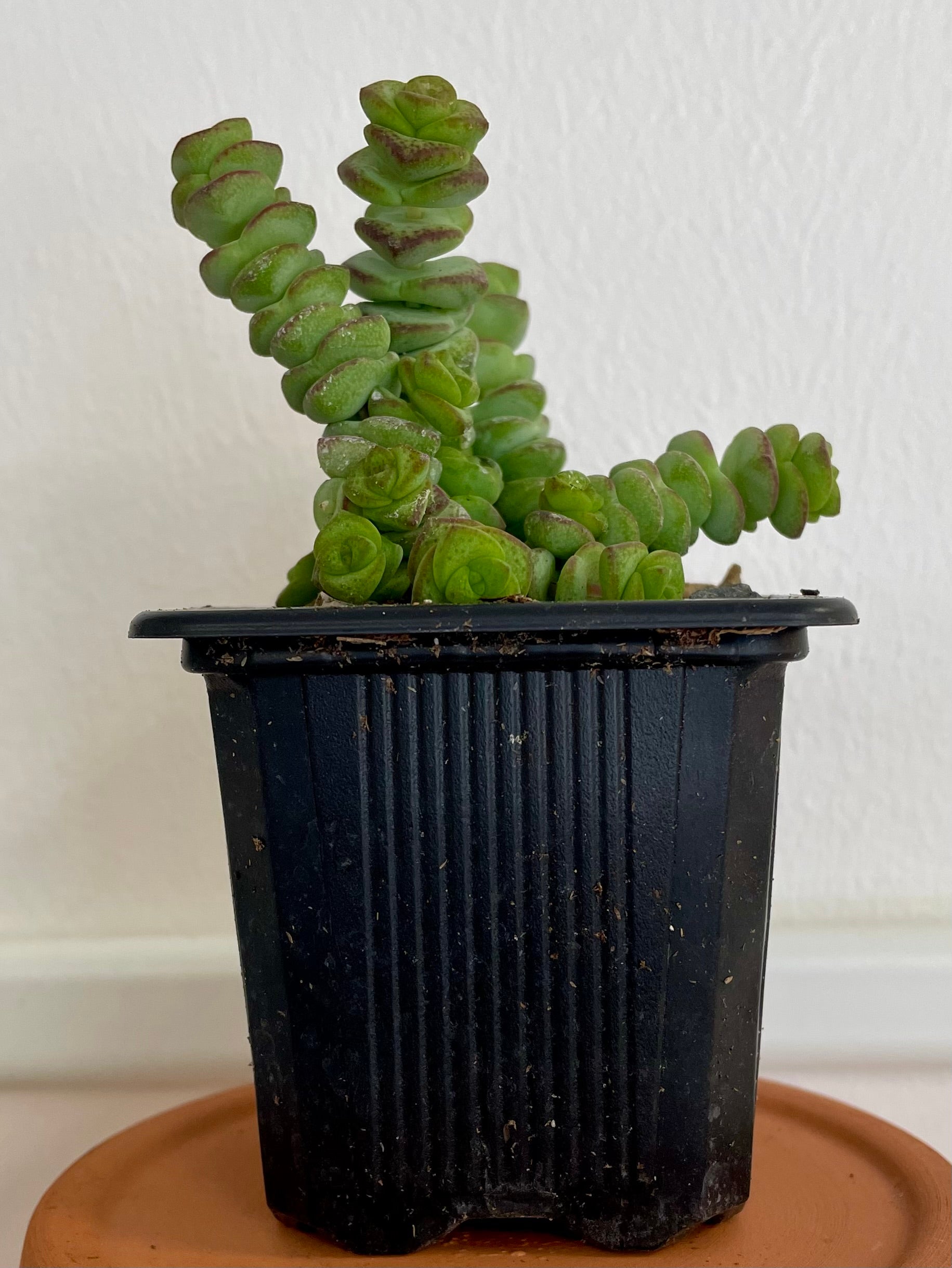 Crassula marnieriana 'Jade Necklace'